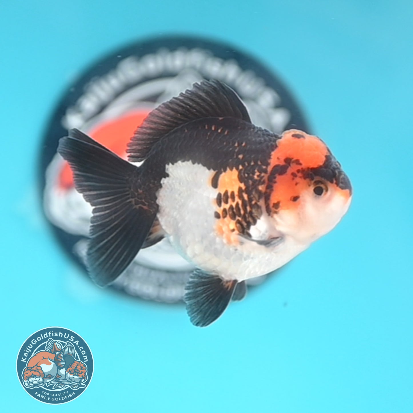 Tricolor Oranda 3 inches Body (250509_OR18)