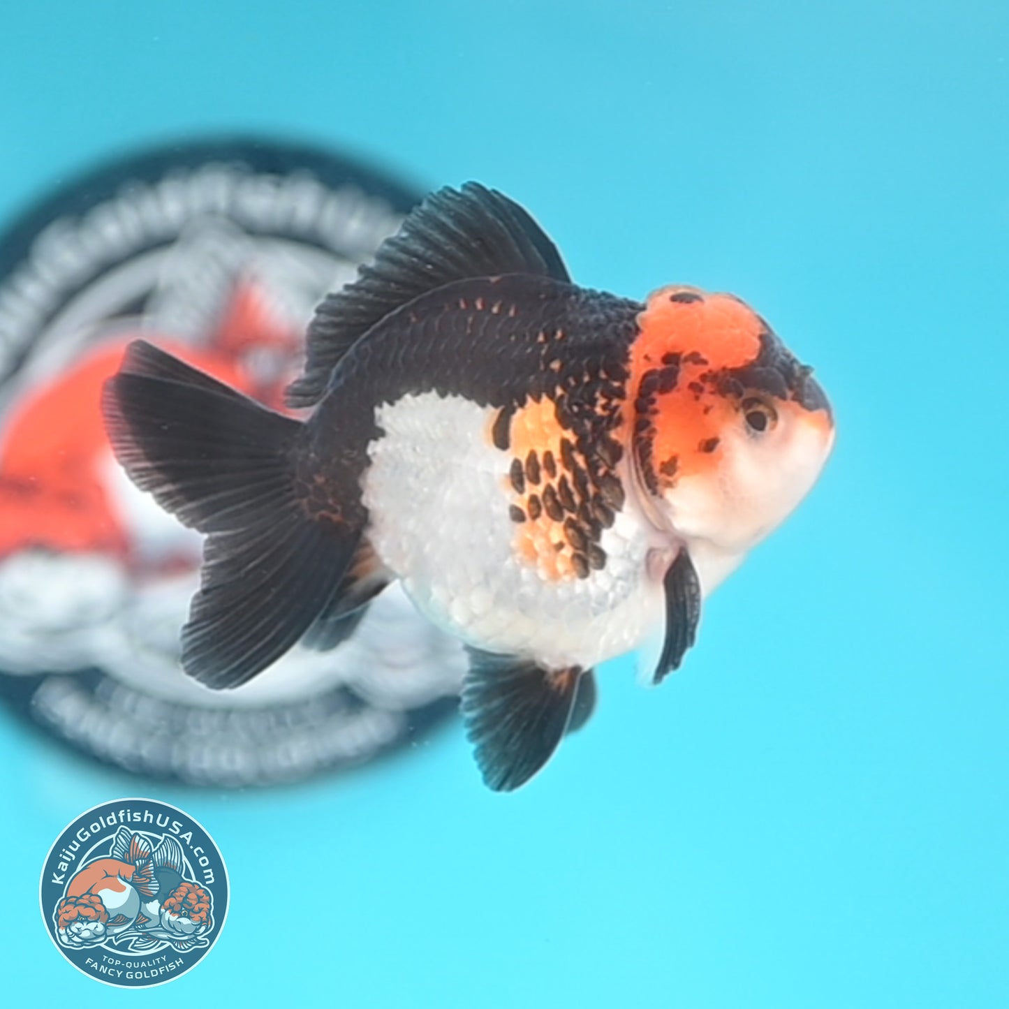 Tricolor Oranda 3 inches Body (250509_OR18)