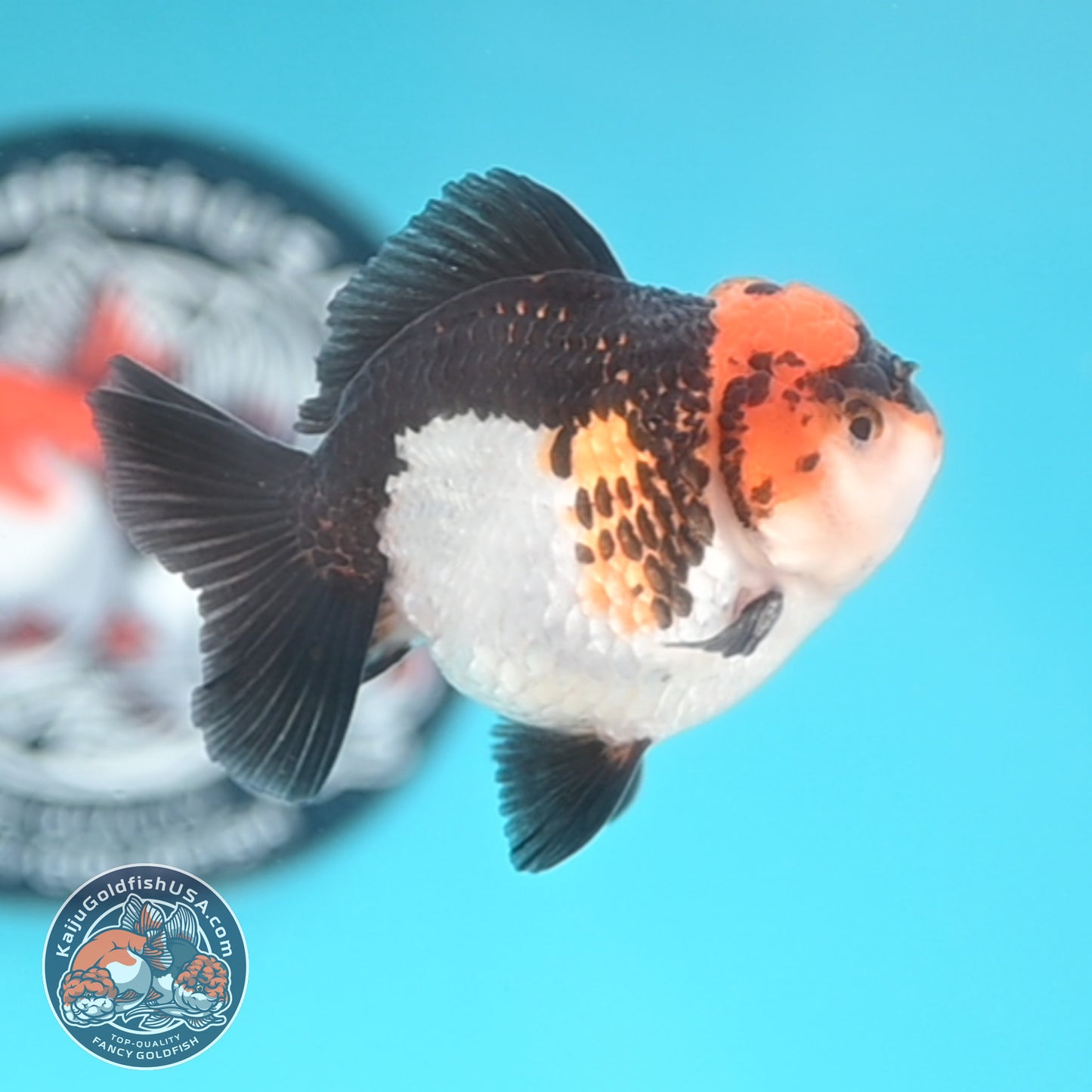 Tricolor Oranda 3 inches Body (250509_OR18)