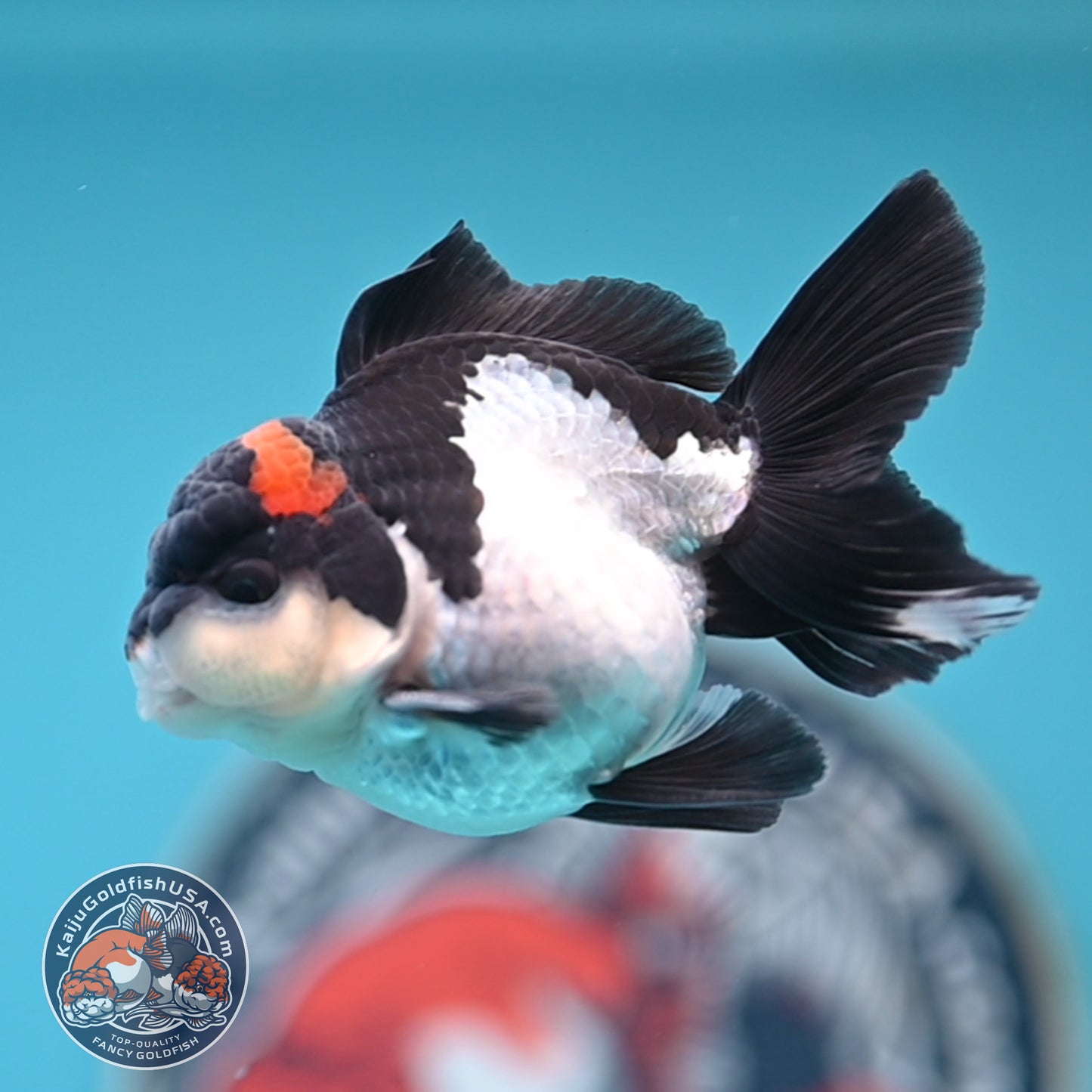 FREE2DAY Shipping - Tricolor Oranda 3 inches Body (250516_OR18)
