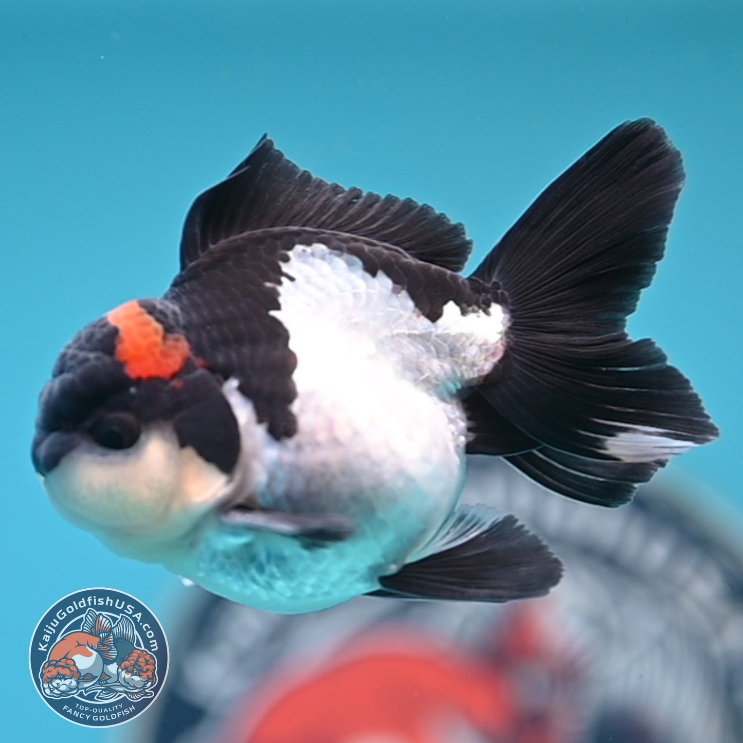 FREE2DAY Shipping - Tricolor Oranda 3 inches Body (250516_OR18)