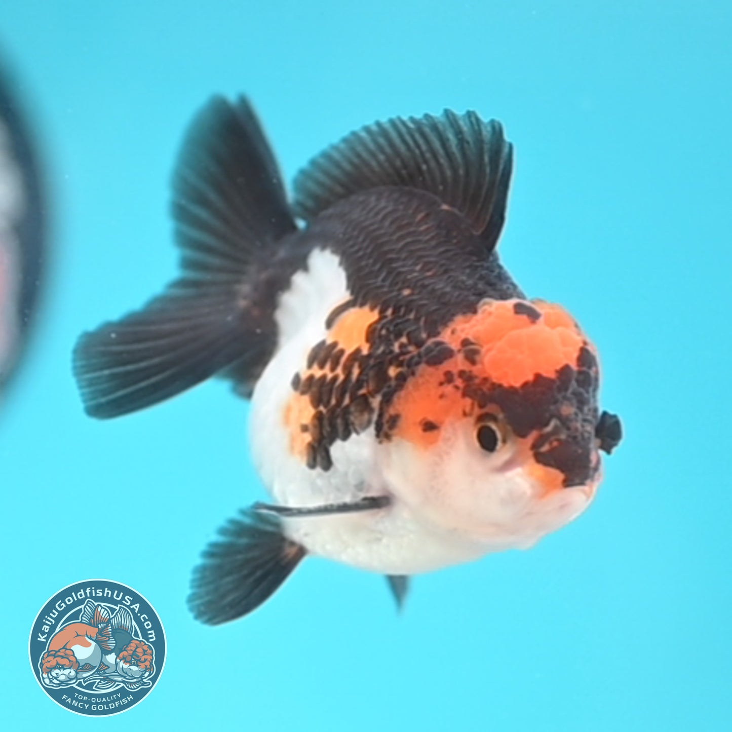 Tricolor Oranda 3 inches Body (250509_OR18)