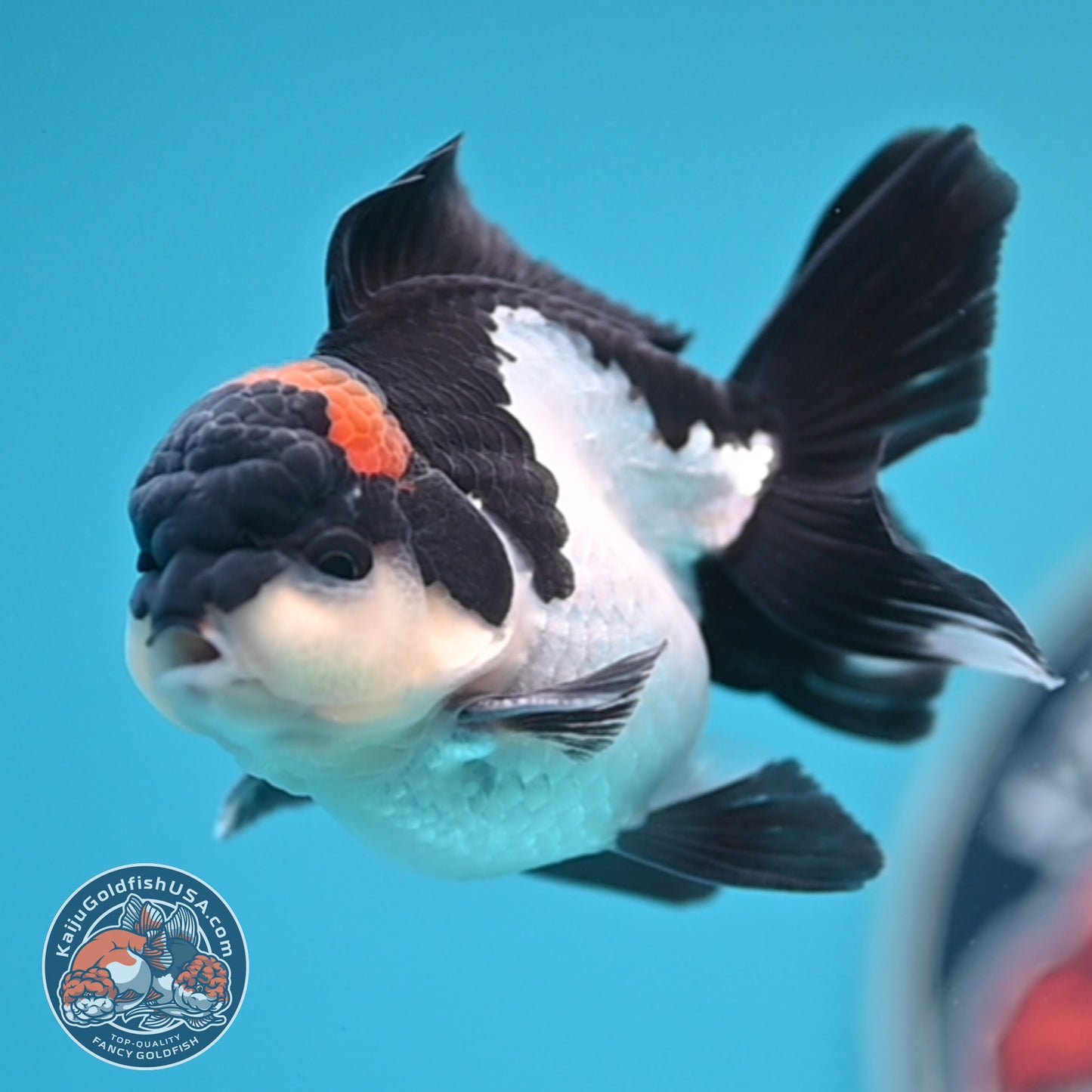FREE2DAY Shipping - Tricolor Oranda 3 inches Body (250516_OR18)