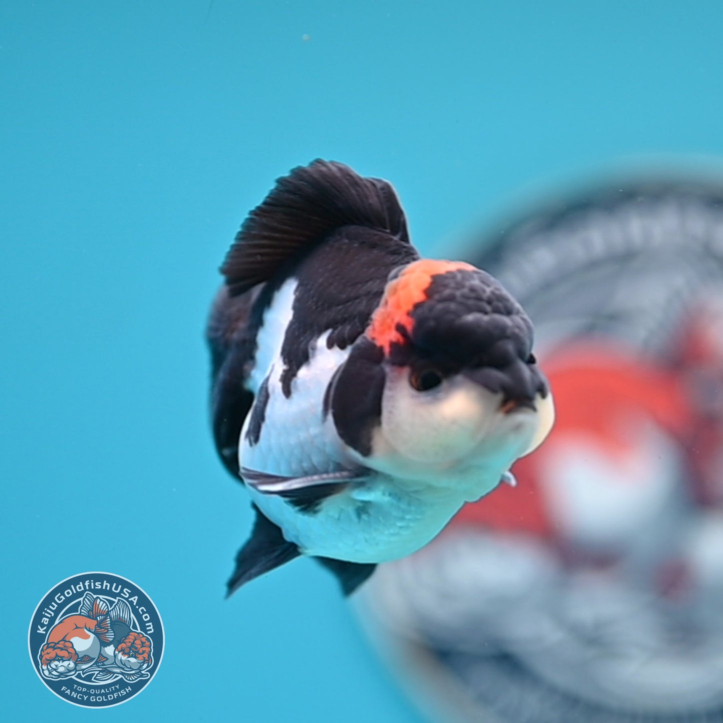 FREE2DAY Shipping - Tricolor Oranda 3 inches Body (250516_OR18)