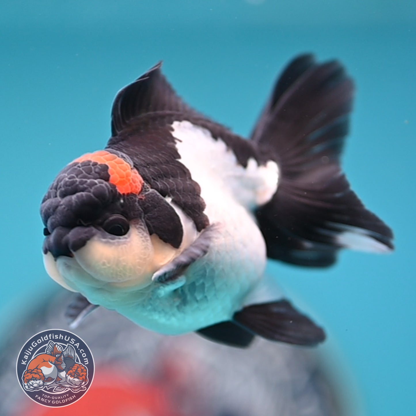 FREE2DAY Shipping - Tricolor Oranda 3 inches Body (250516_OR18)
