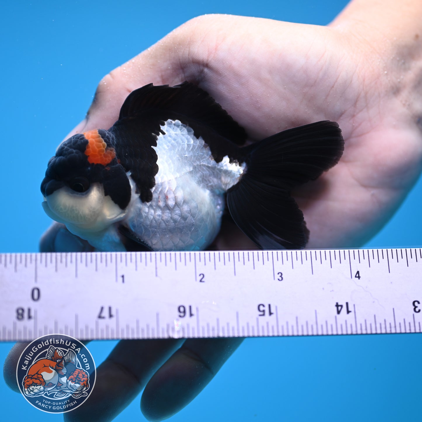 FREE2DAY Shipping - Tricolor Oranda 3 inches Body (250516_OR18)
