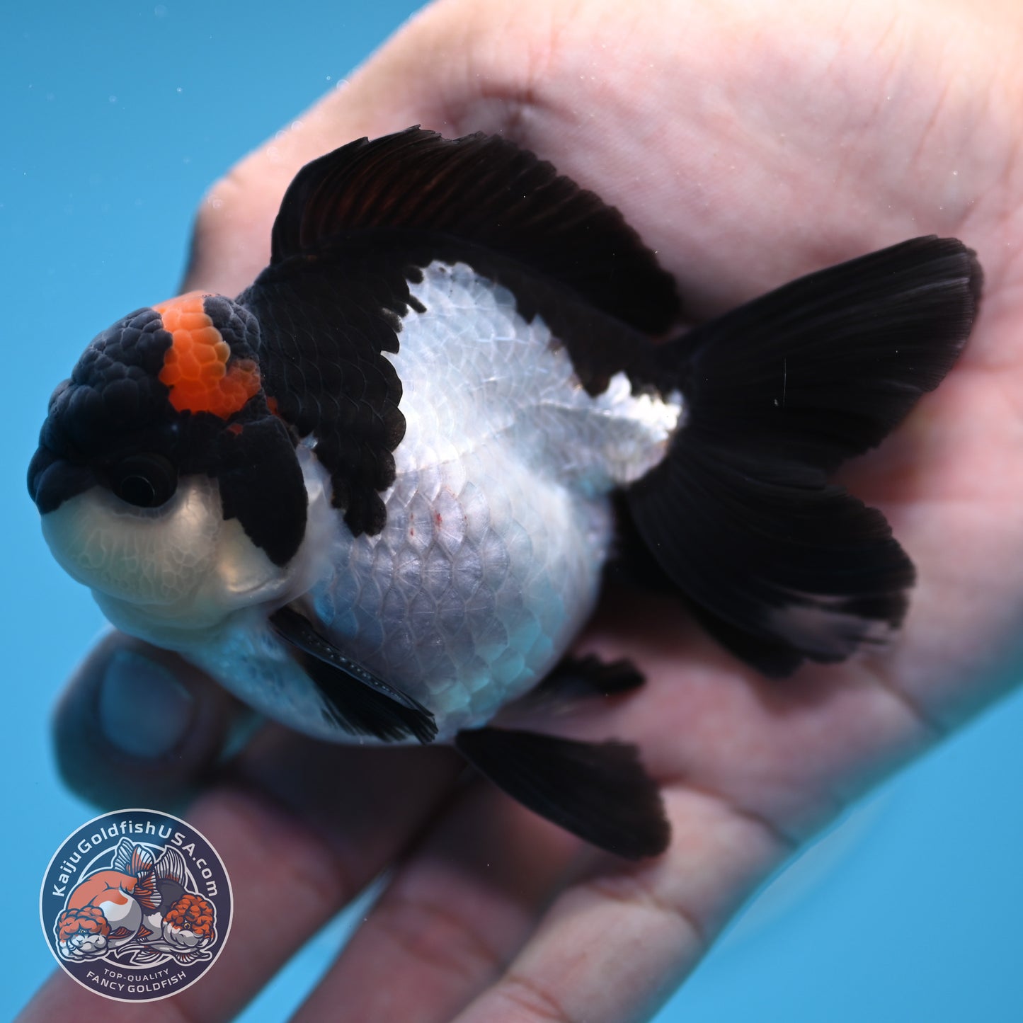 FREE2DAY Shipping - Tricolor Oranda 3 inches Body (250516_OR18)