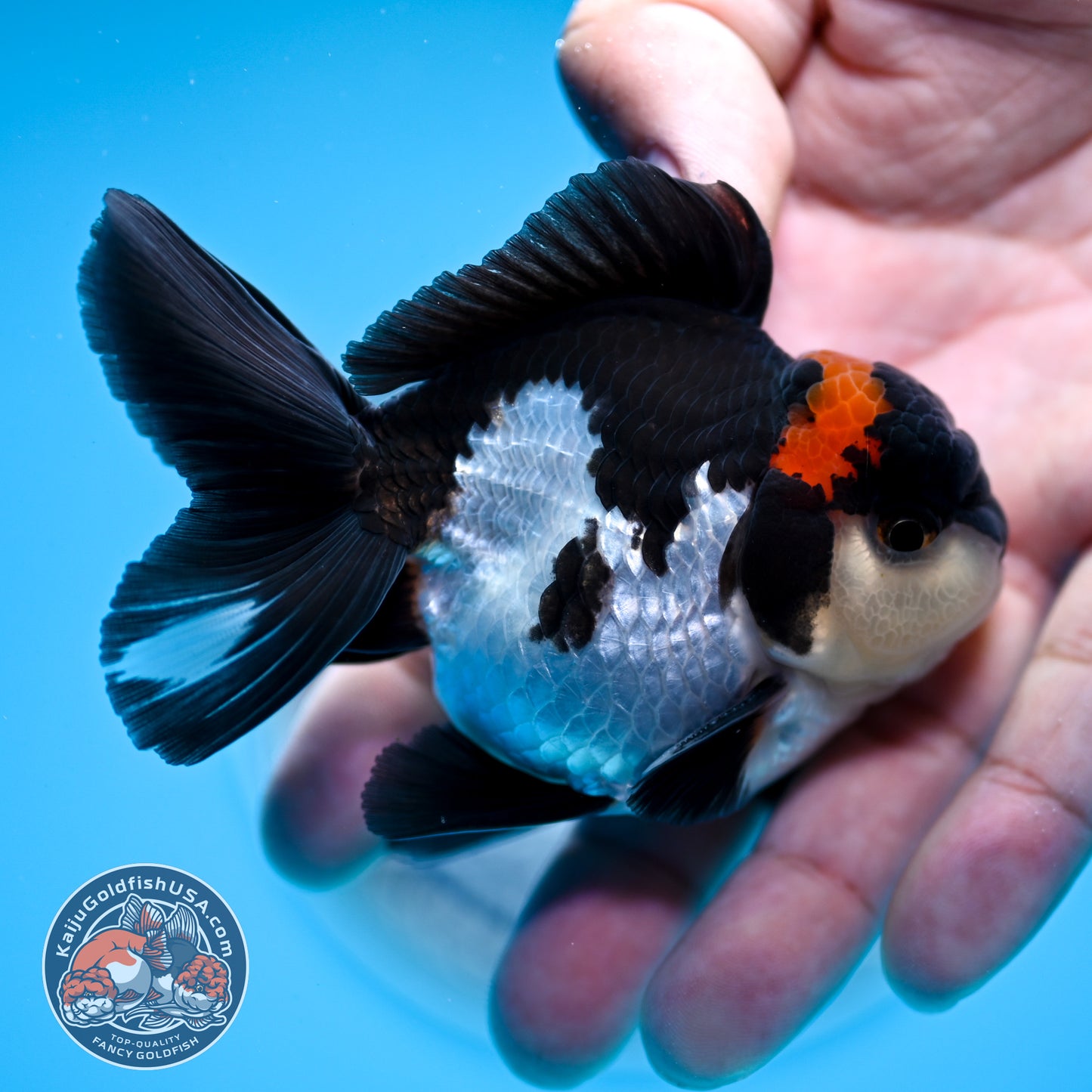 FREE2DAY Shipping - Tricolor Oranda 3 inches Body (250516_OR18)