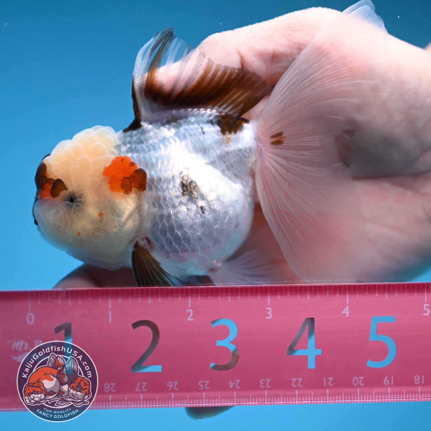 Tricolor Oranda 3 inch Body (250912_OR19)