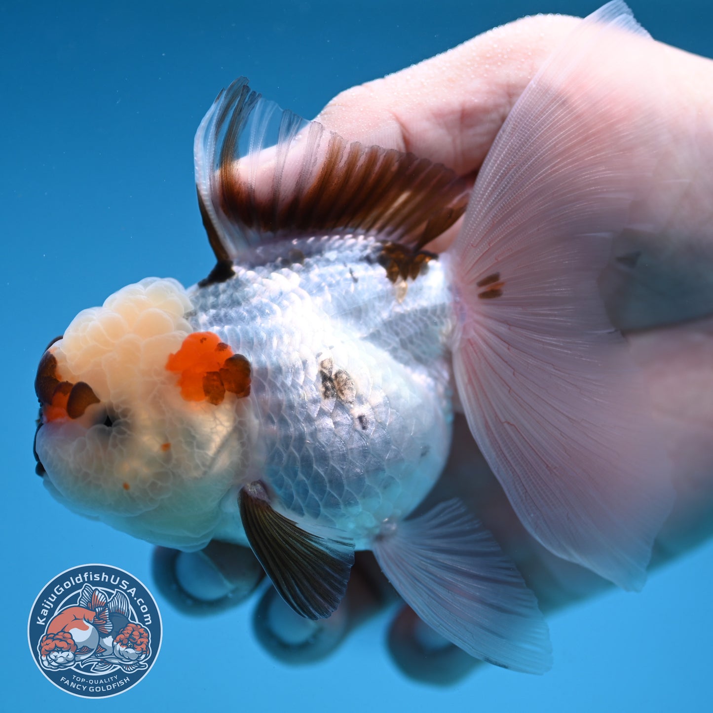 Tricolor Oranda 3 inch Body (250912_OR19)