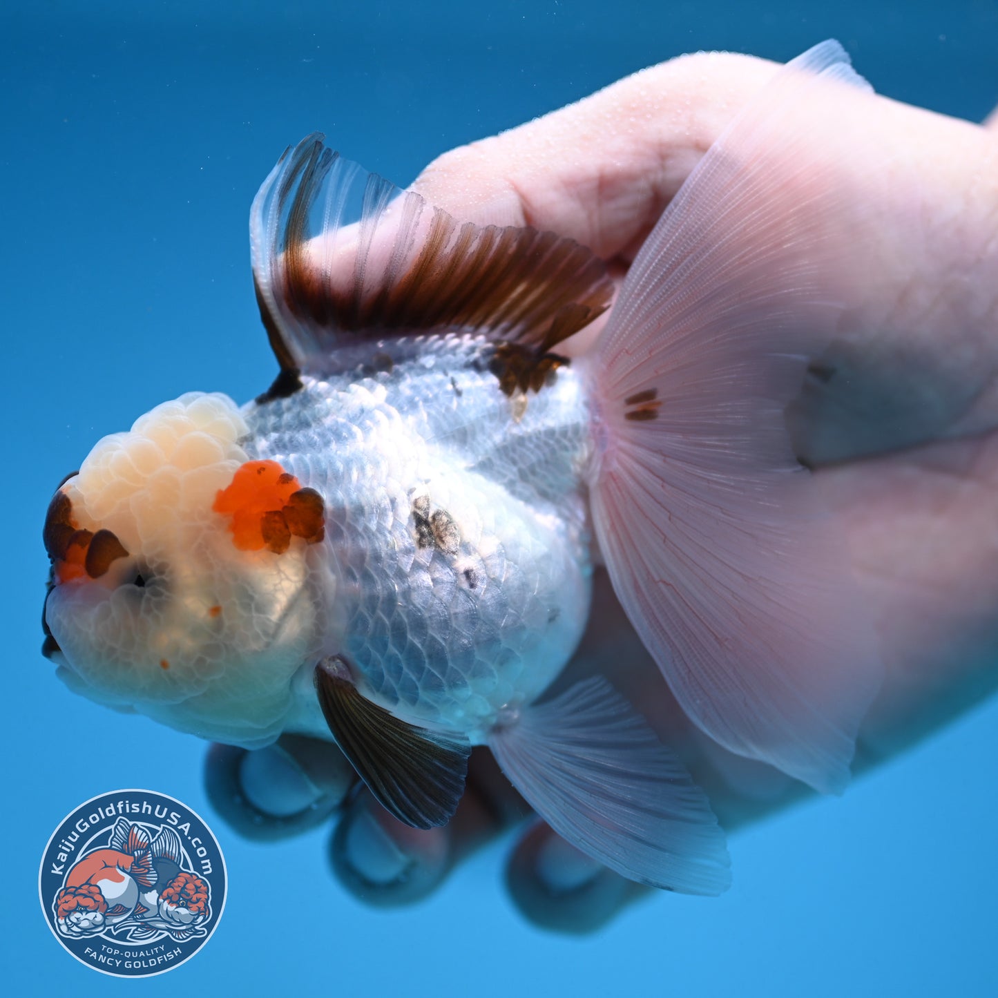 Tricolor Oranda 3 inch Body (250912_OR19)