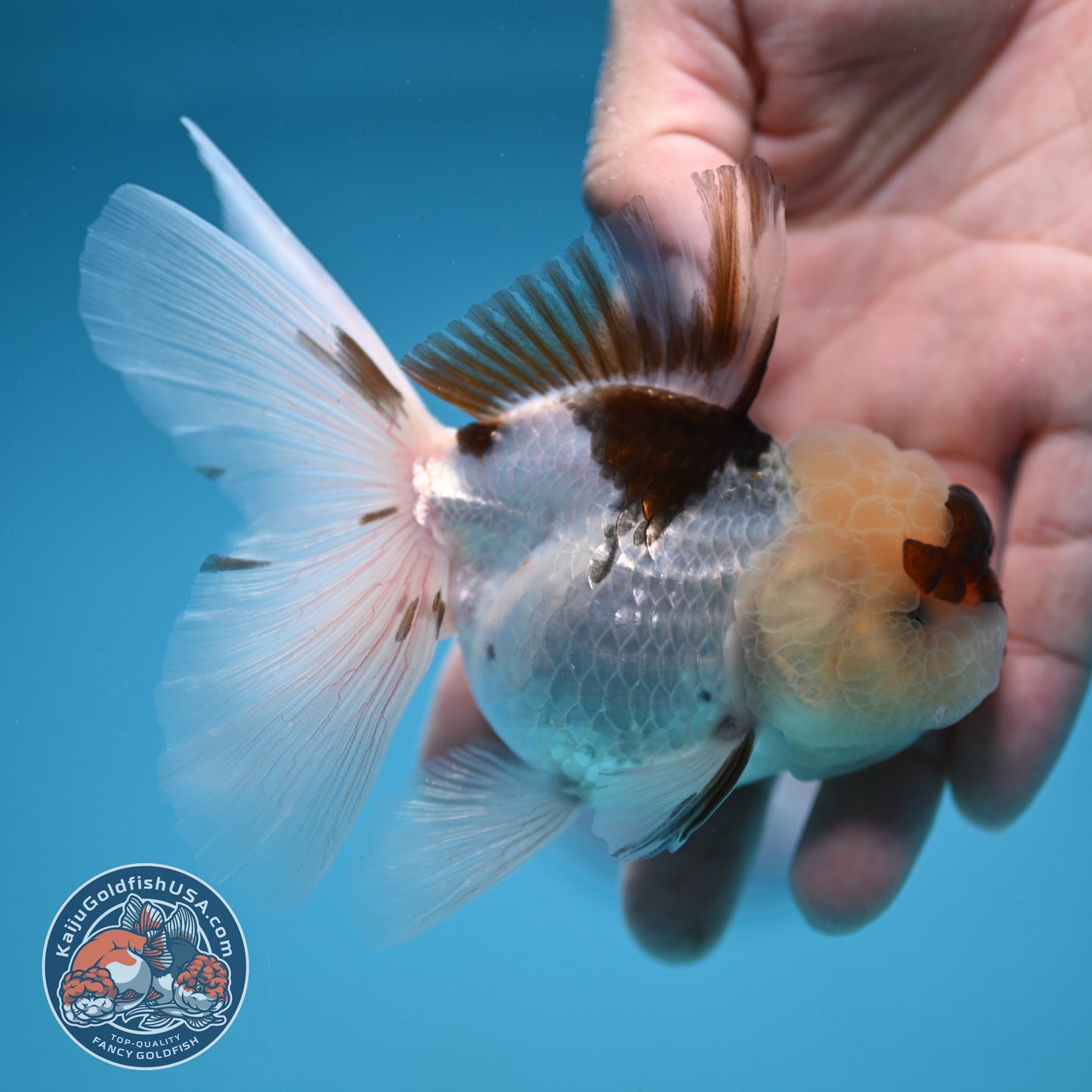 Tricolor Oranda 3 inch Body (250912_OR19)