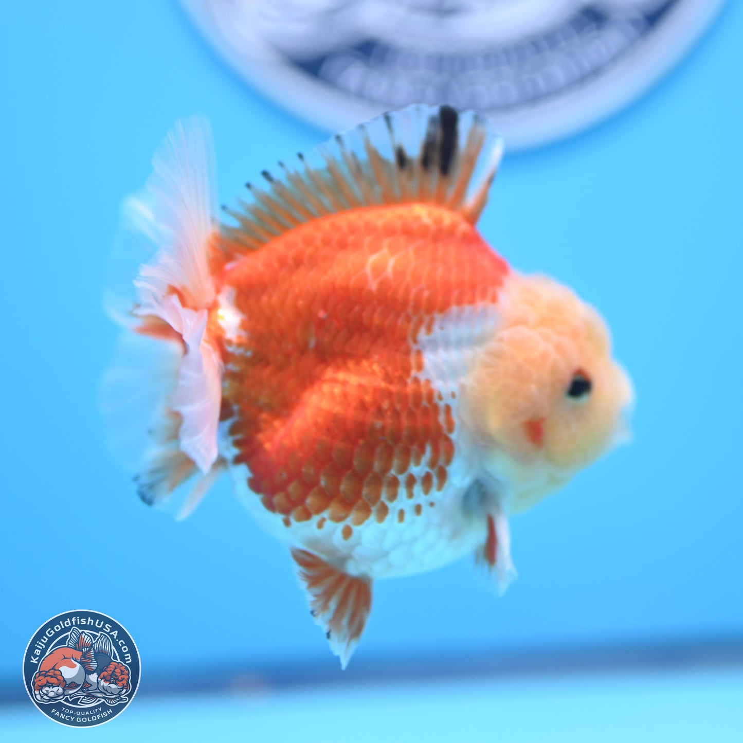 Red White YuanBao Oranda 4 inches (241018_OR19) - Kaiju Goldfish USA