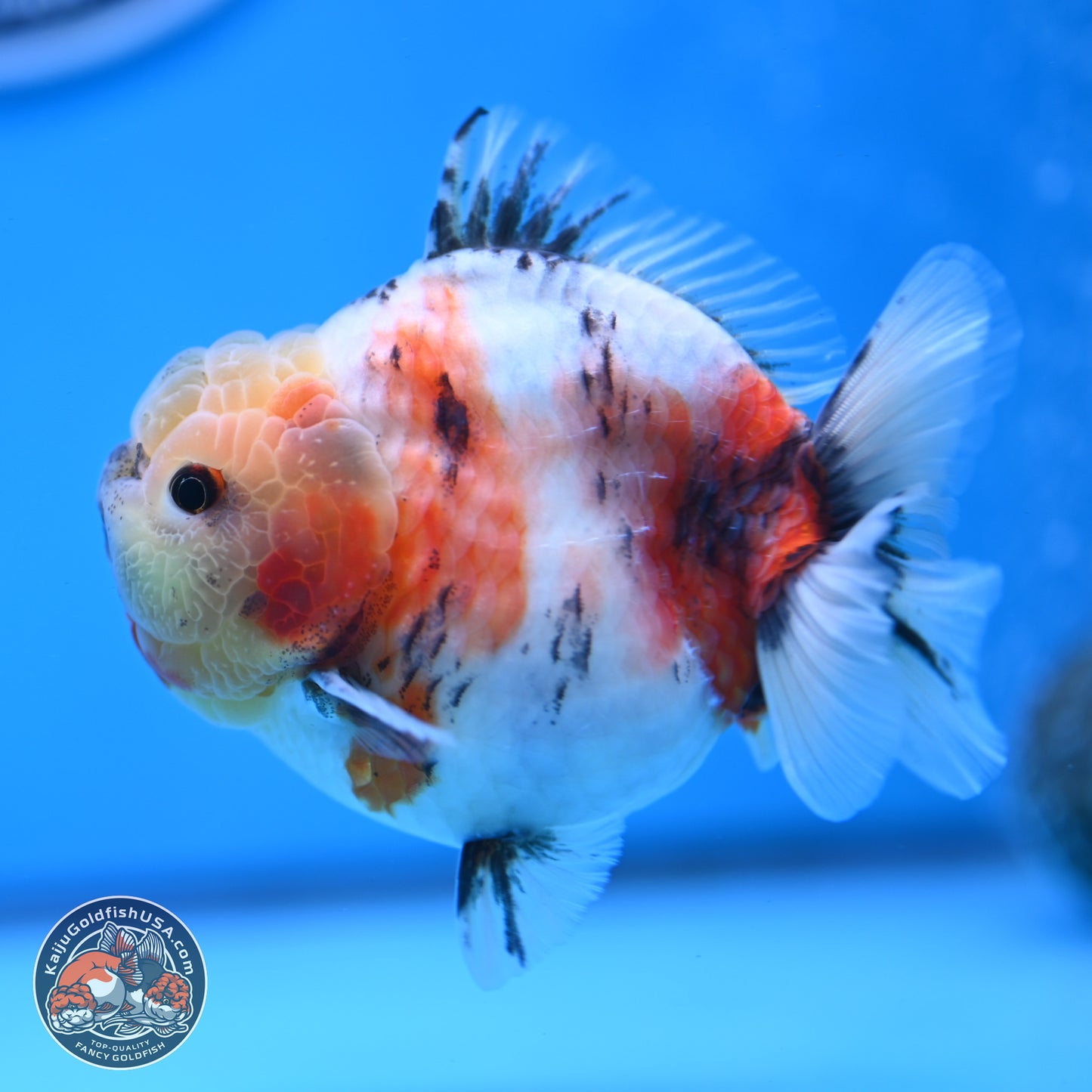 Tricolor Sakura YuanBao Oranda 3 inches Body - Male (250307_OR19)