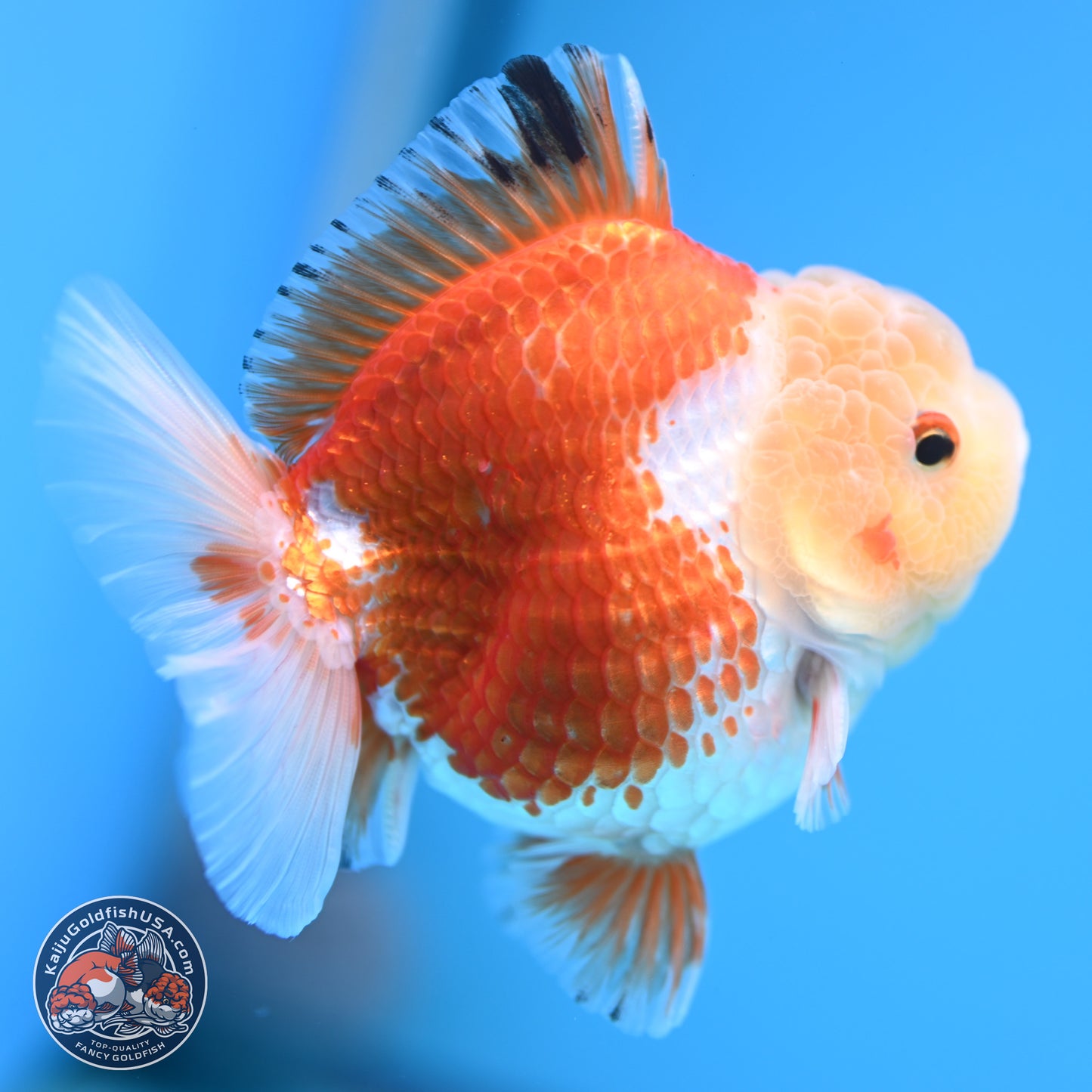 Red White YuanBao Oranda 4 inches (241018_OR19) - Kaiju Goldfish USA