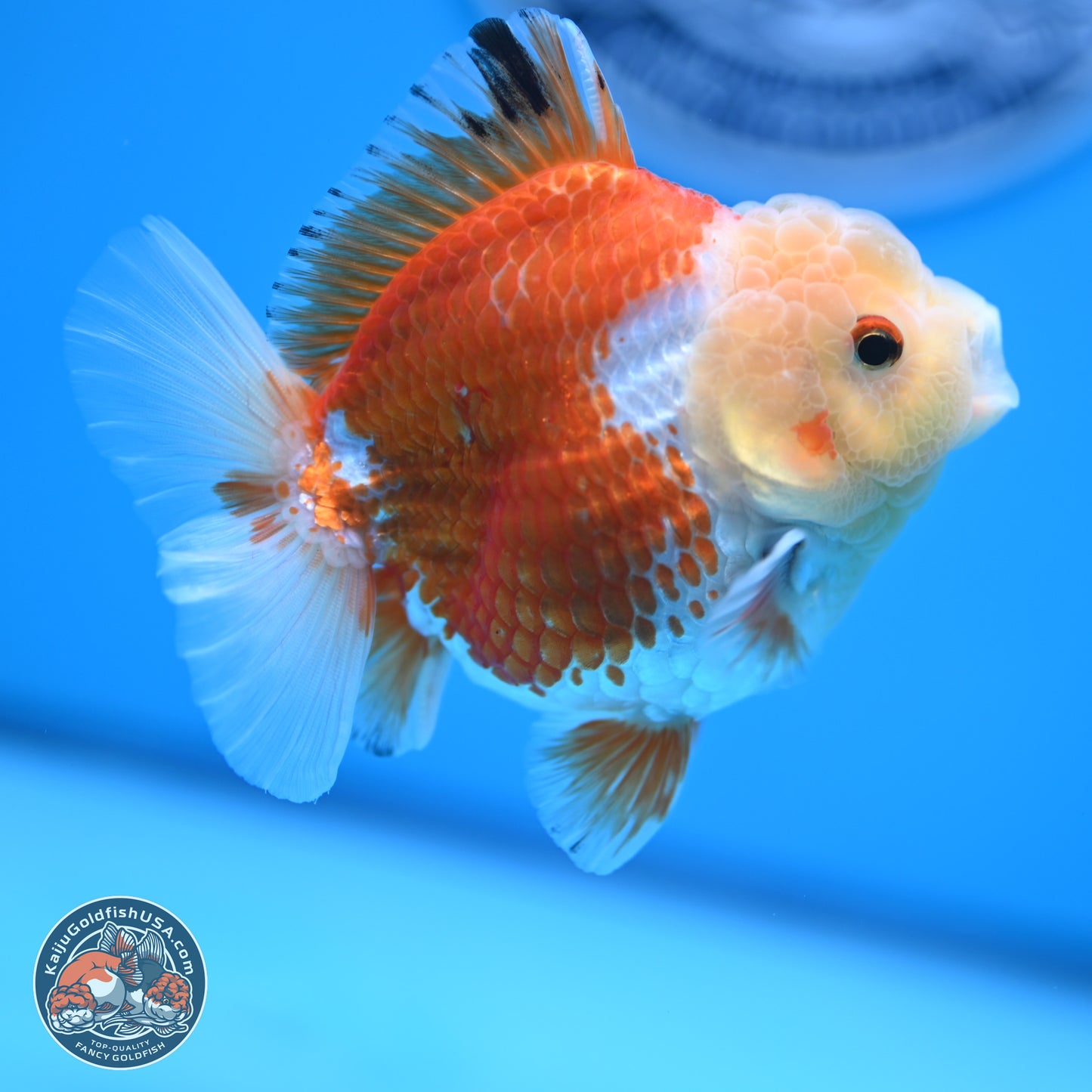 Red White YuanBao Oranda 4 inches (241018_OR19) - Kaiju Goldfish USA