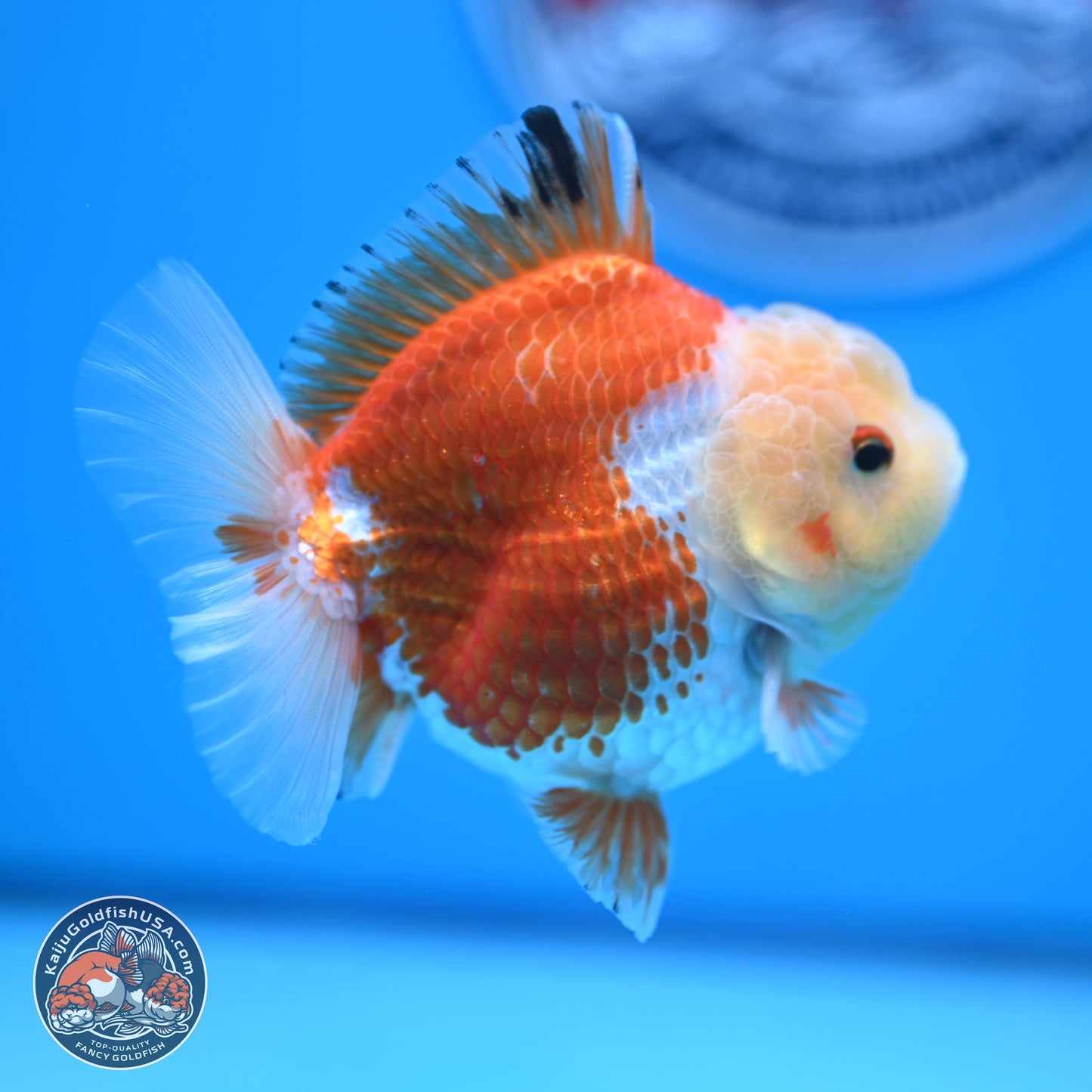 Red White YuanBao Oranda 4 inches (241018_OR19) - Kaiju Goldfish USA
