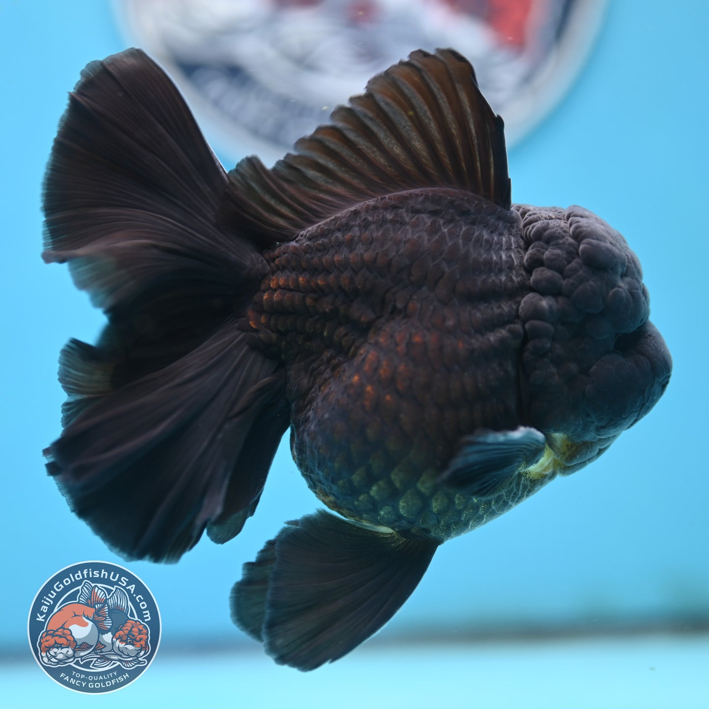Jet Black Orchid Tail Oranda 4 inches Body - Male (250418_OR19)