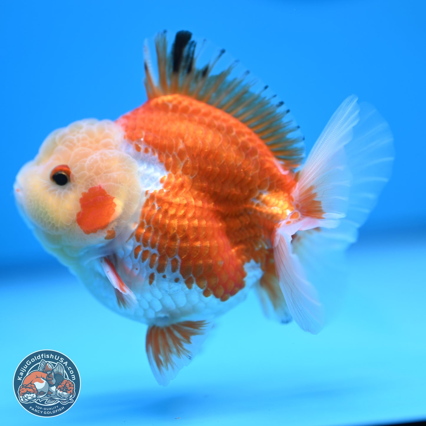 Red White YuanBao Oranda 4 inches (241018_OR19) - Kaiju Goldfish USA