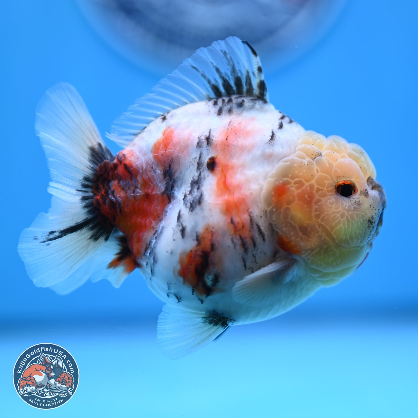 Tricolor Sakura YuanBao Oranda 3 inches Body - Male (250307_OR19)