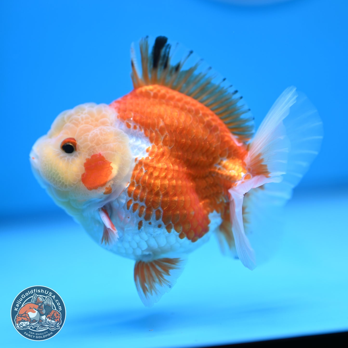Red White YuanBao Oranda 4 inches (241018_OR19) - Kaiju Goldfish USA