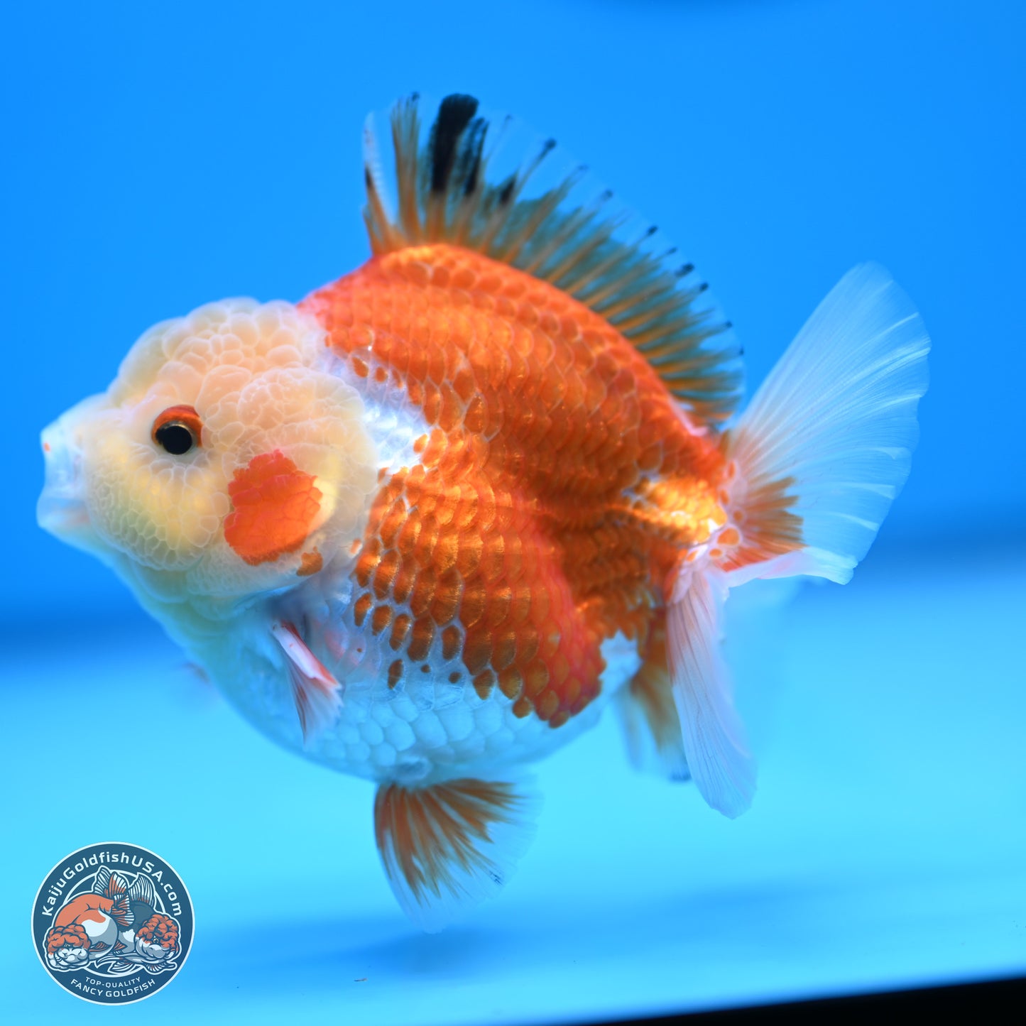 Red White YuanBao Oranda 4 inches (241018_OR19) - Kaiju Goldfish USA
