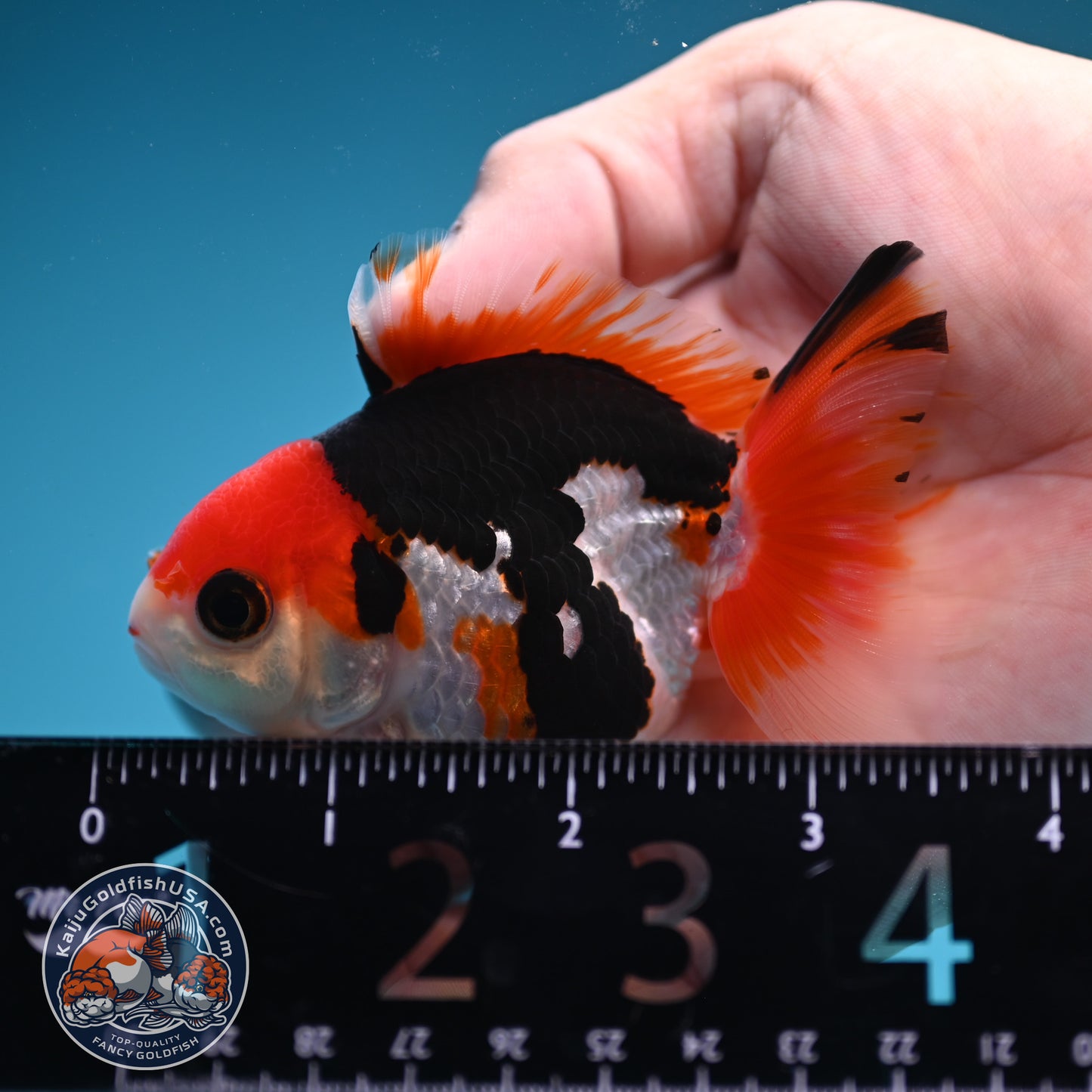 Ticolor Oranda 3 inch Body (250822_OR19)