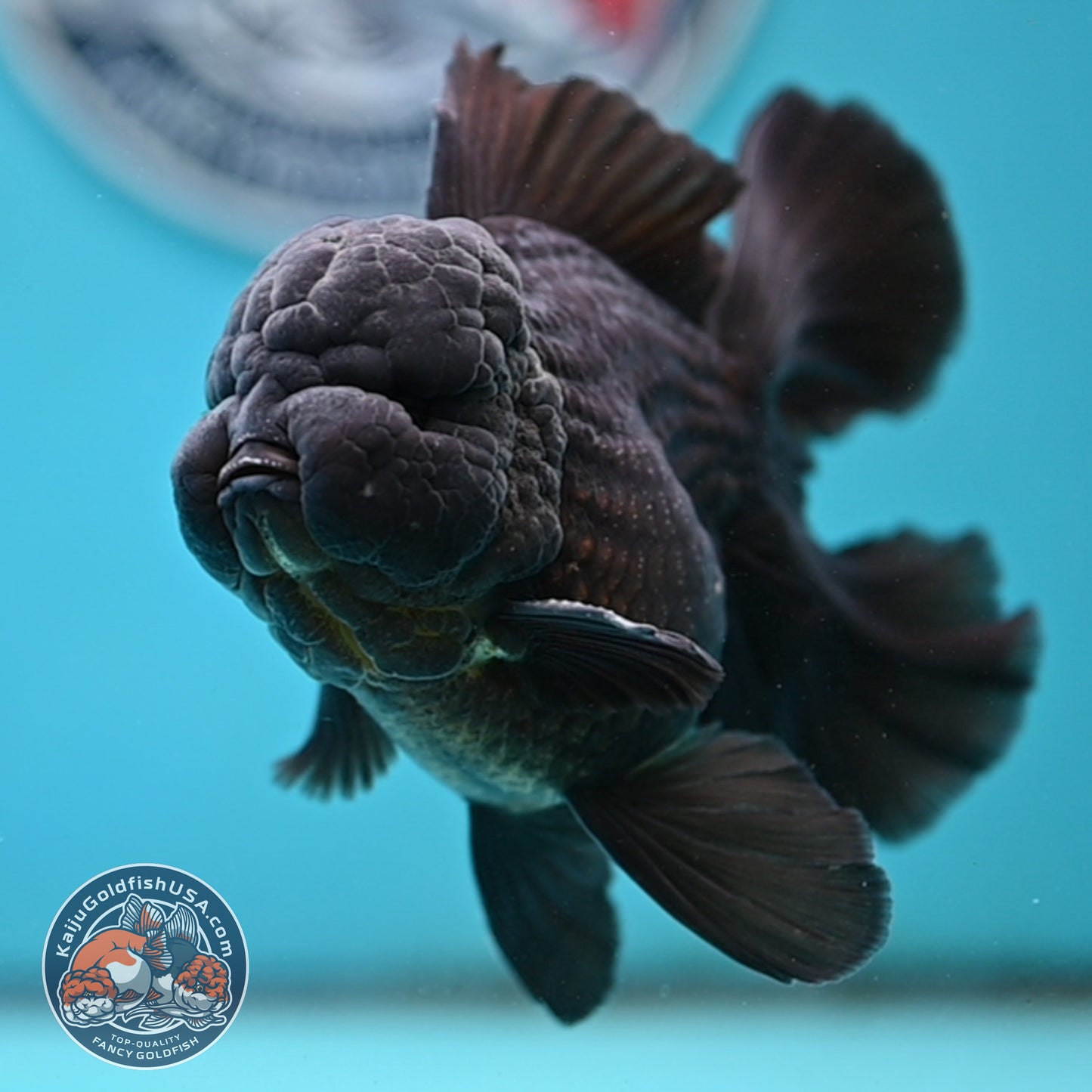 Jet Black Orchid Tail Oranda 4 inches Body - Male (250418_OR19)