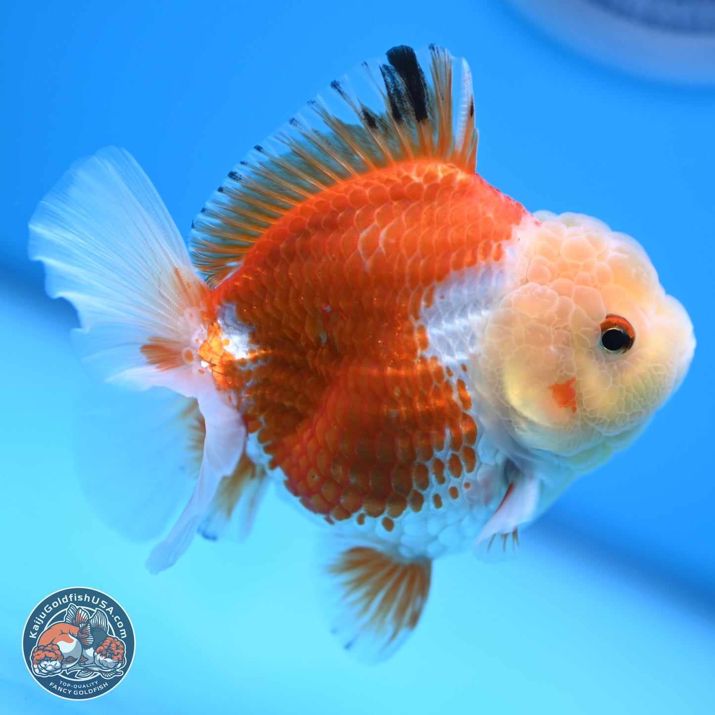 Red White YuanBao Oranda 4 inches (241018_OR19) - Kaiju Goldfish USA