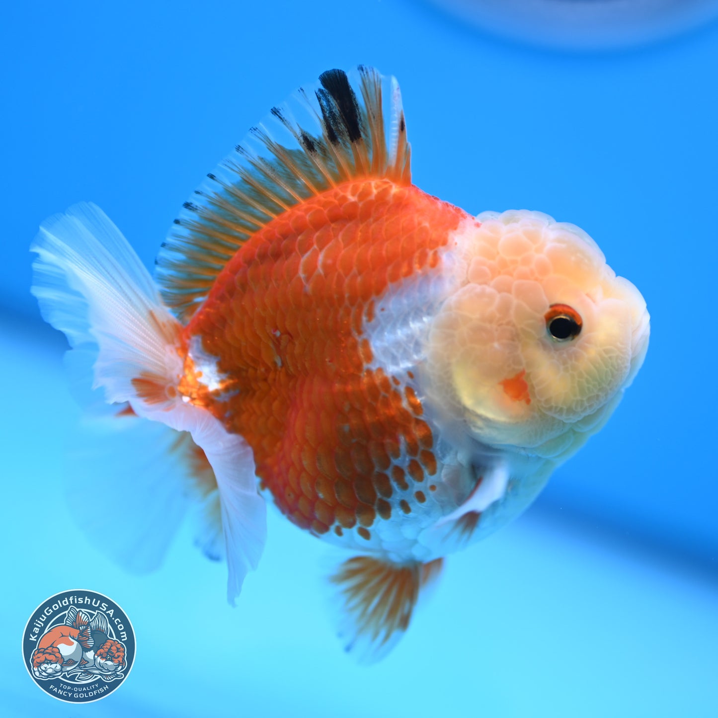 Red White YuanBao Oranda 4 inches (241018_OR19) - Kaiju Goldfish USA