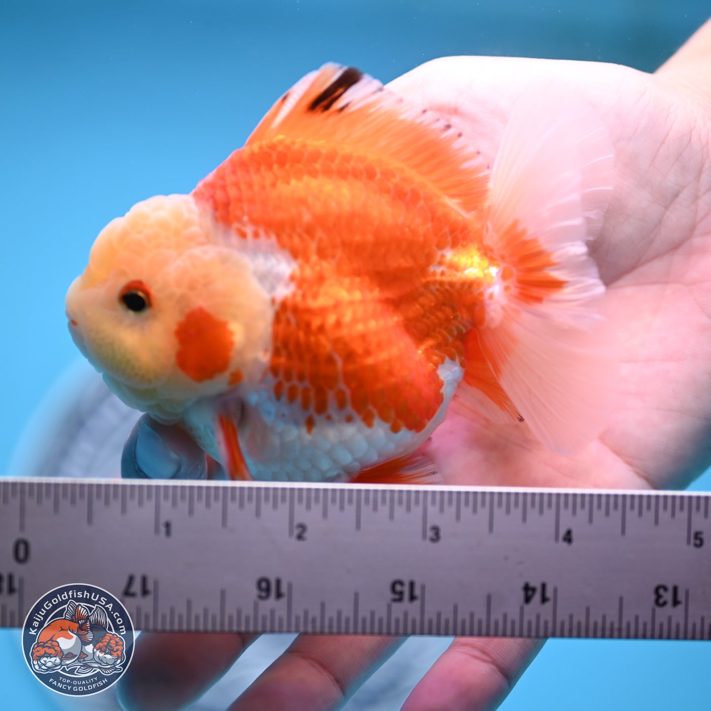 Red White YuanBao Oranda 4 inches (241018_OR19) - Kaiju Goldfish USA