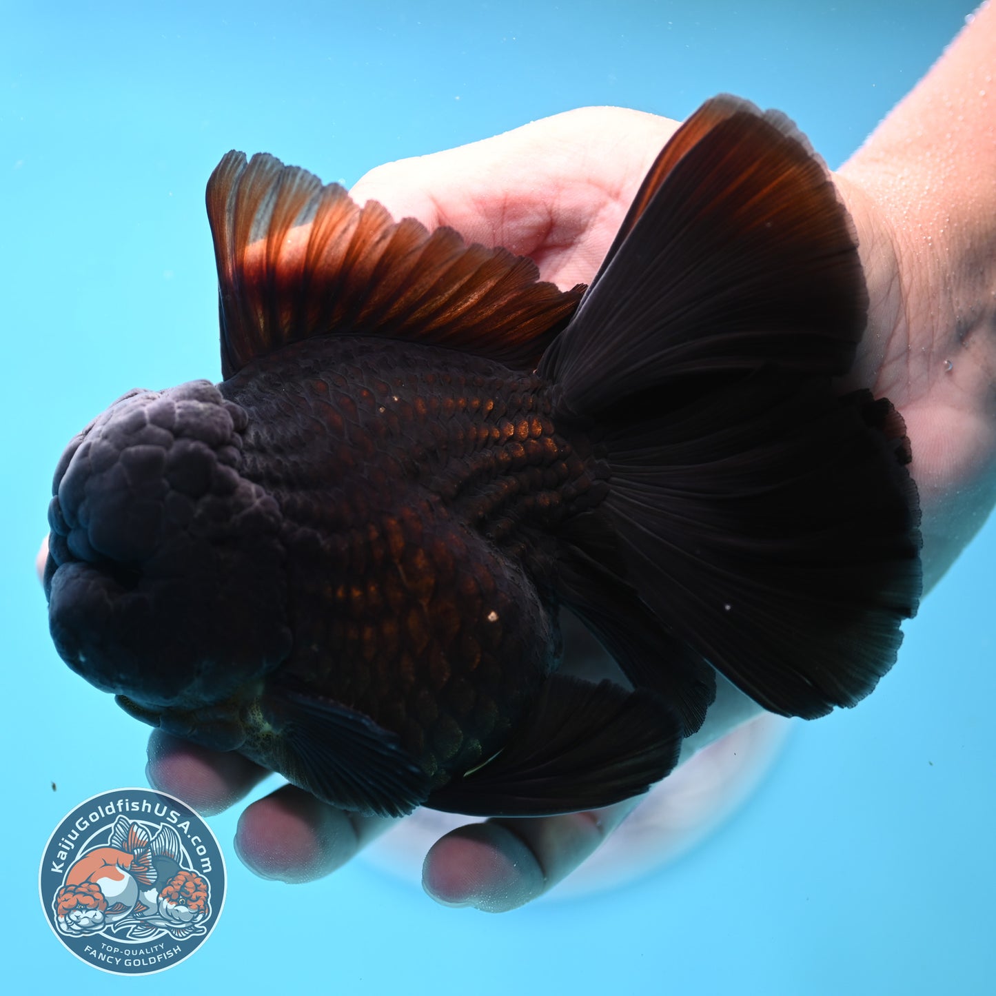 Jet Black Orchid Tail Oranda 4 inches Body - Male (250418_OR19)