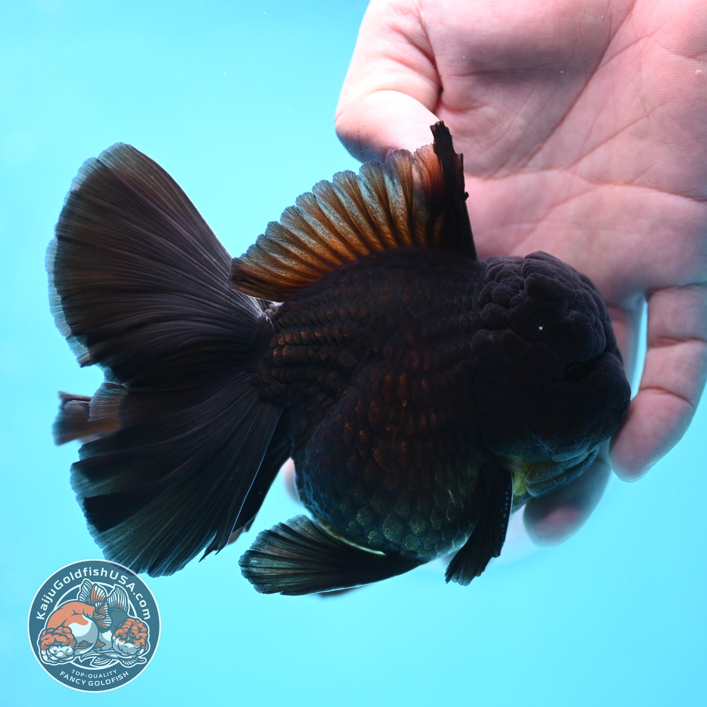 Jet Black Orchid Tail Oranda 4 inches Body - Male (250418_OR19)