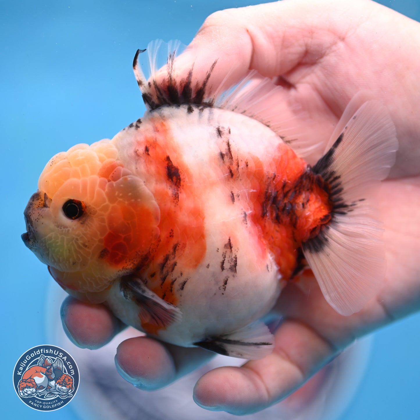 Tricolor Sakura YuanBao Oranda 3 inches Body - Male (250307_OR19)