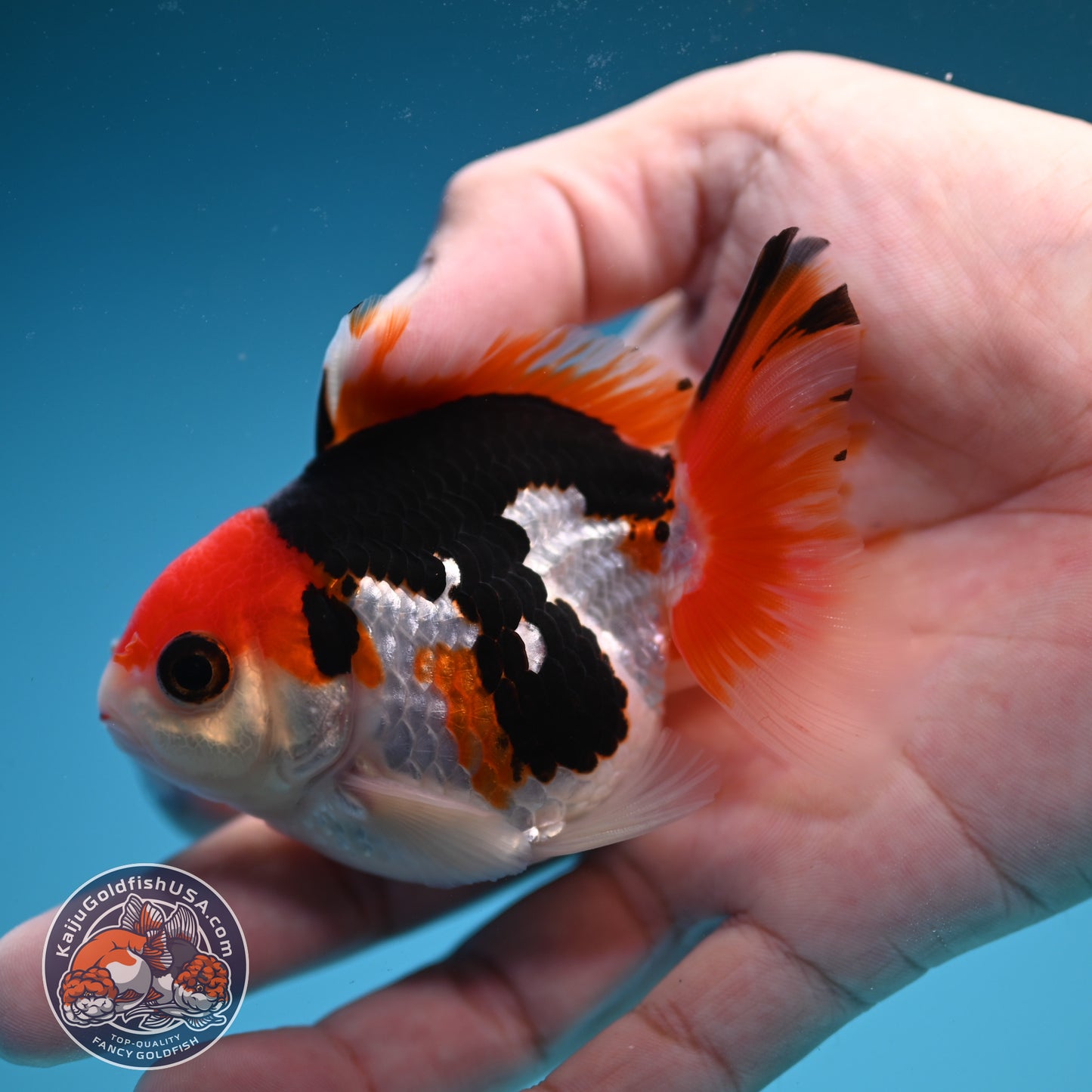 Ticolor Oranda 3 inch Body (250822_OR19)
