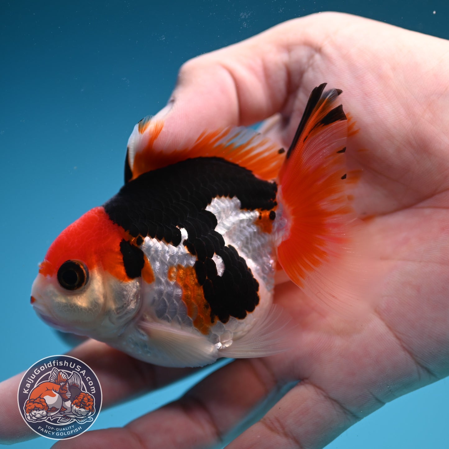 Ticolor Oranda 3 inch Body (250822_OR19)