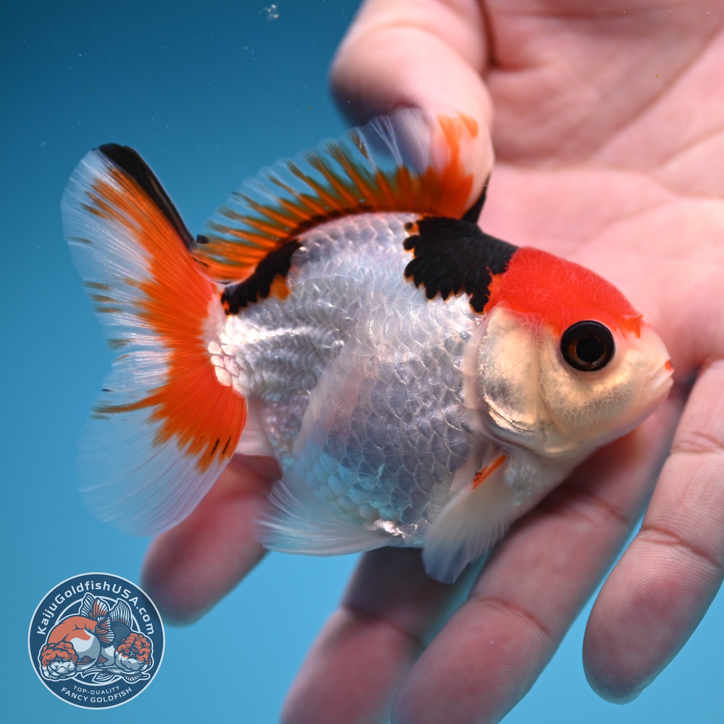 Ticolor Oranda 3 inch Body (250822_OR19)