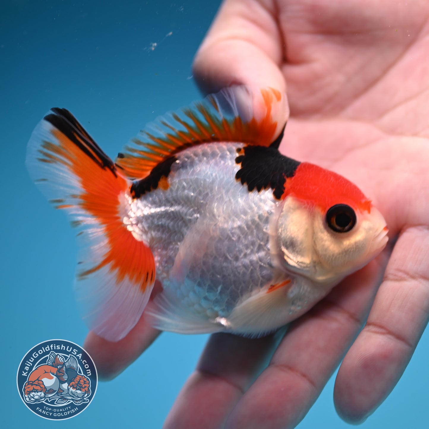 Ticolor Oranda 3 inch Body (250822_OR19)