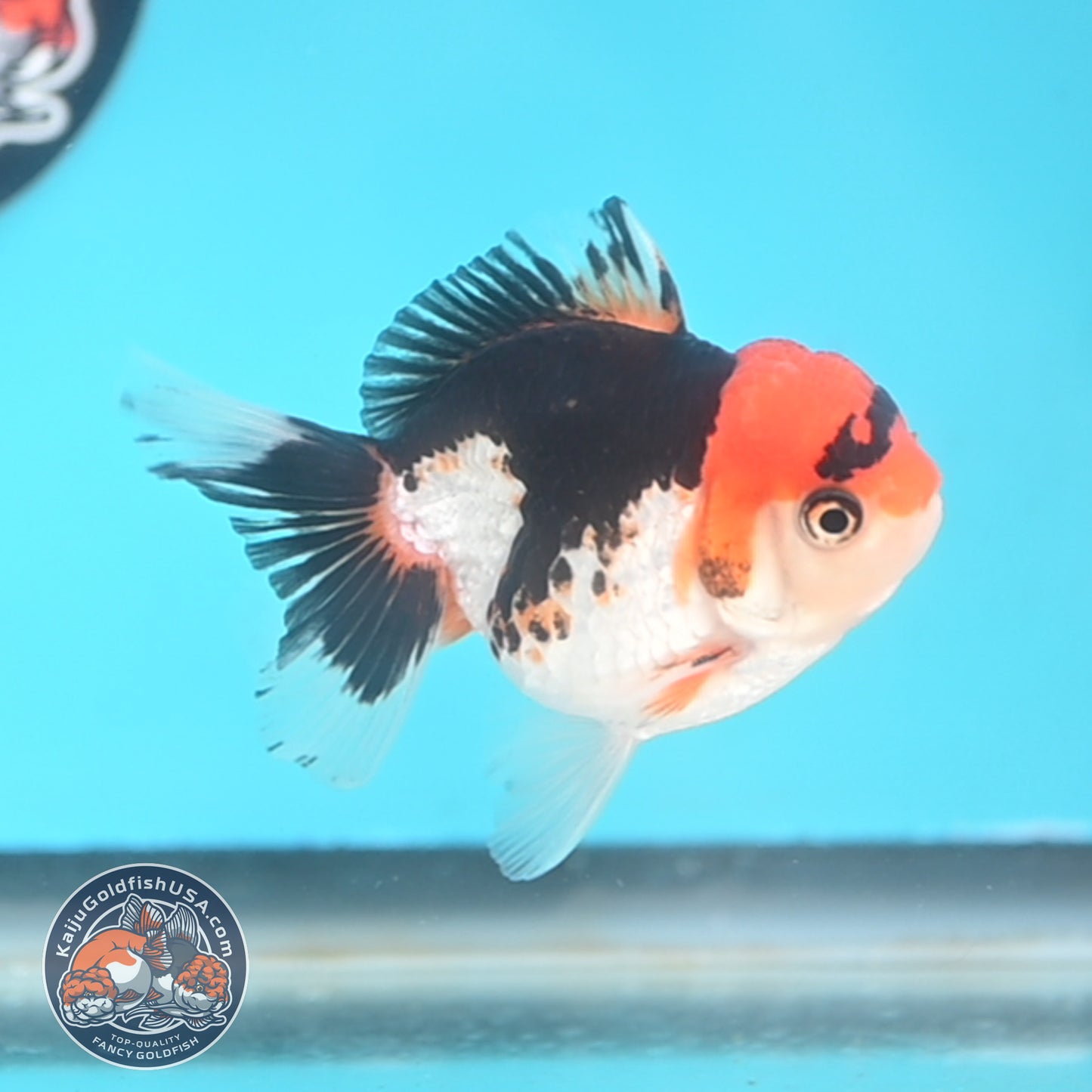 Tricolor Oranda 3 inches Body (250509_OR19)