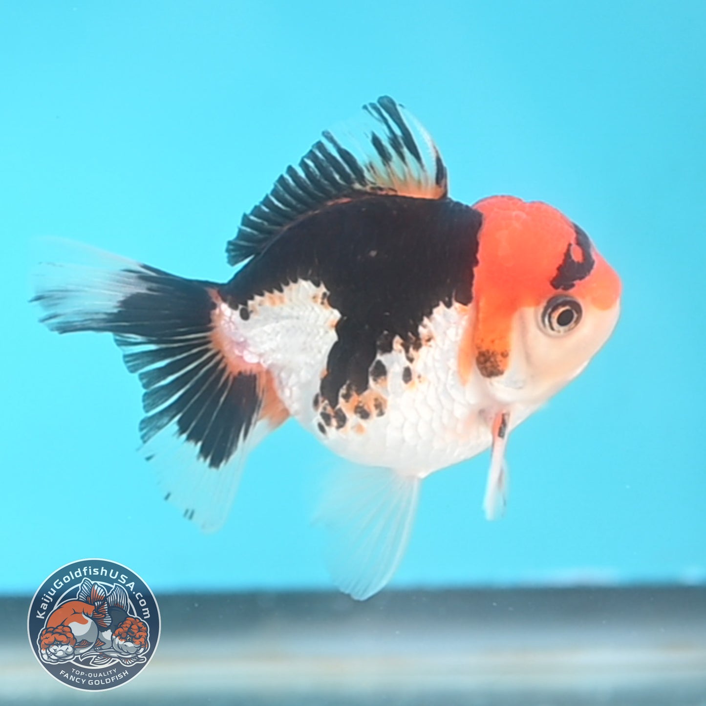 Tricolor Oranda 3 inches Body (250509_OR19)