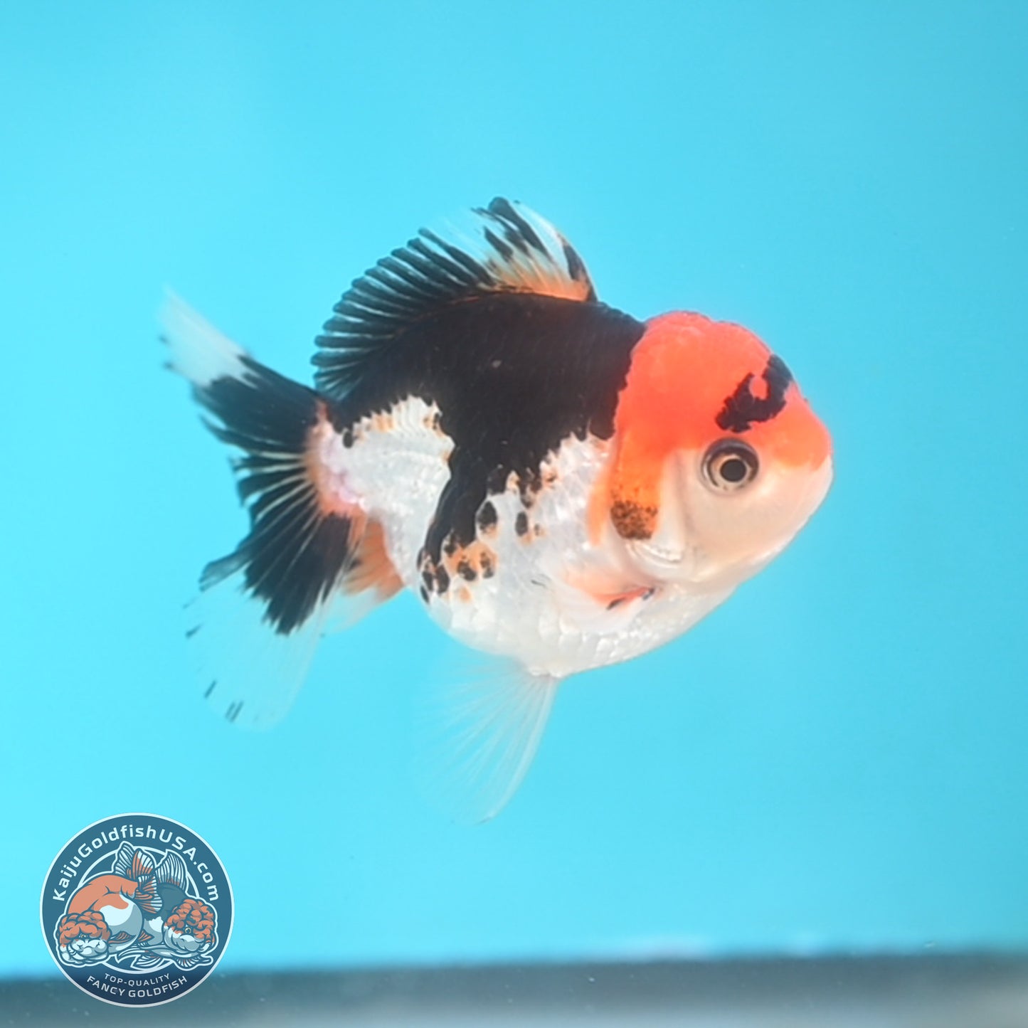 Tricolor Oranda 3 inches Body (250509_OR19)