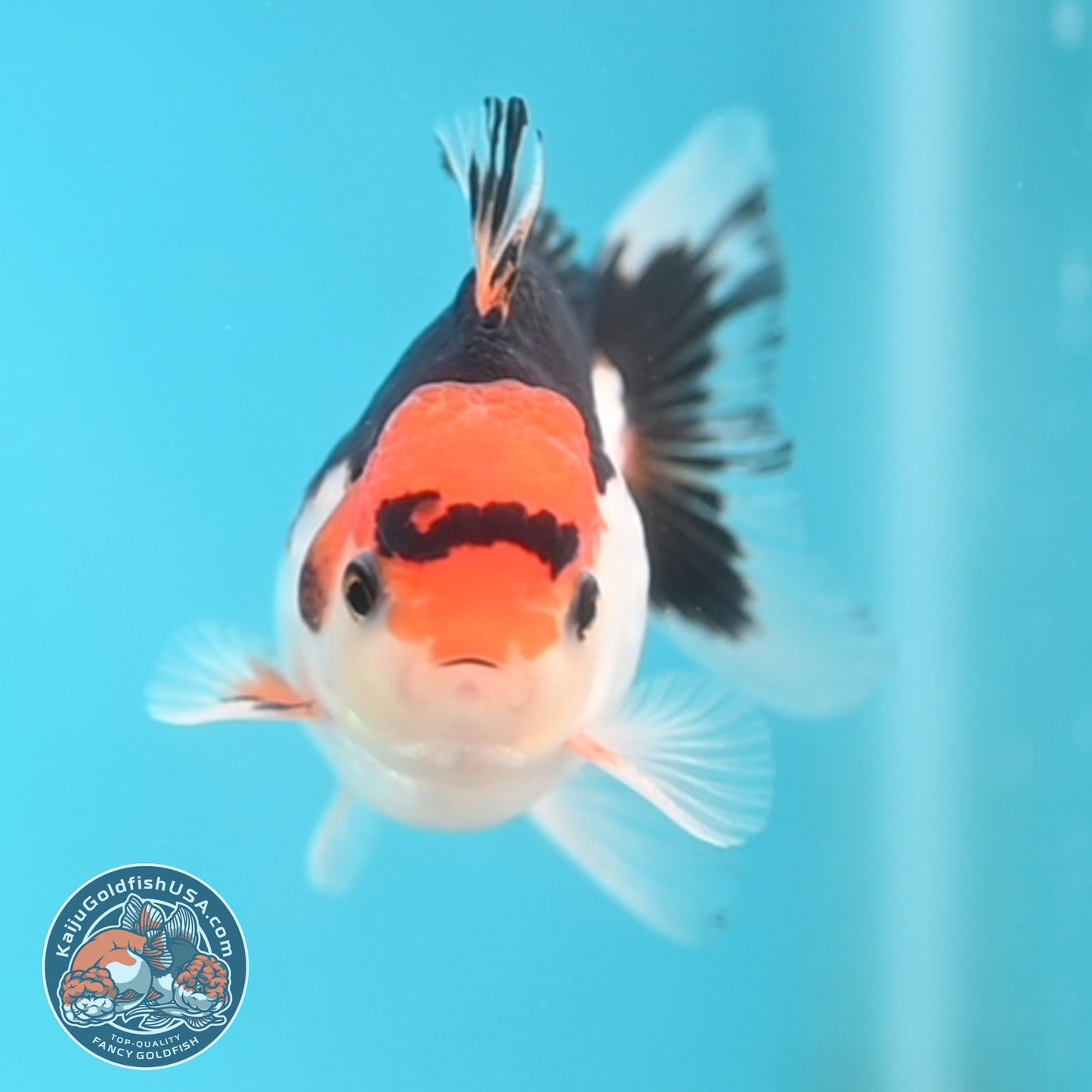 Tricolor Oranda 3 inches Body (250509_OR19)