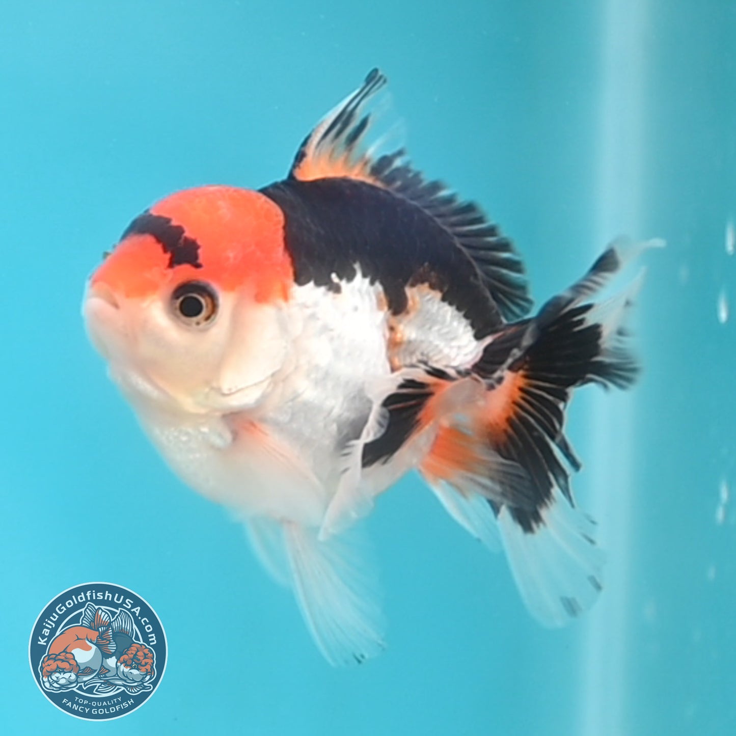 Tricolor Oranda 3 inches Body (250509_OR19)