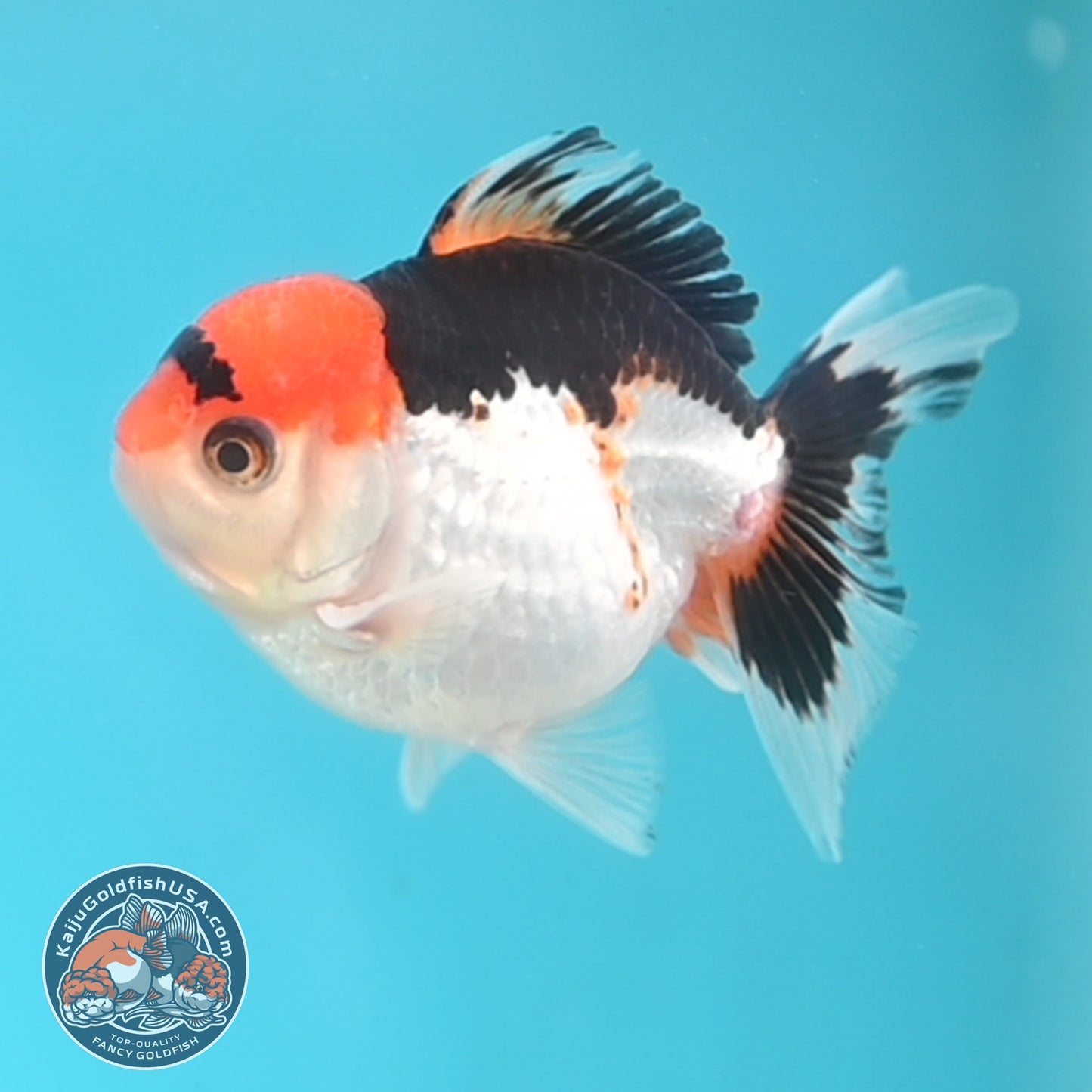 Tricolor Oranda 3 inches Body (250509_OR19)