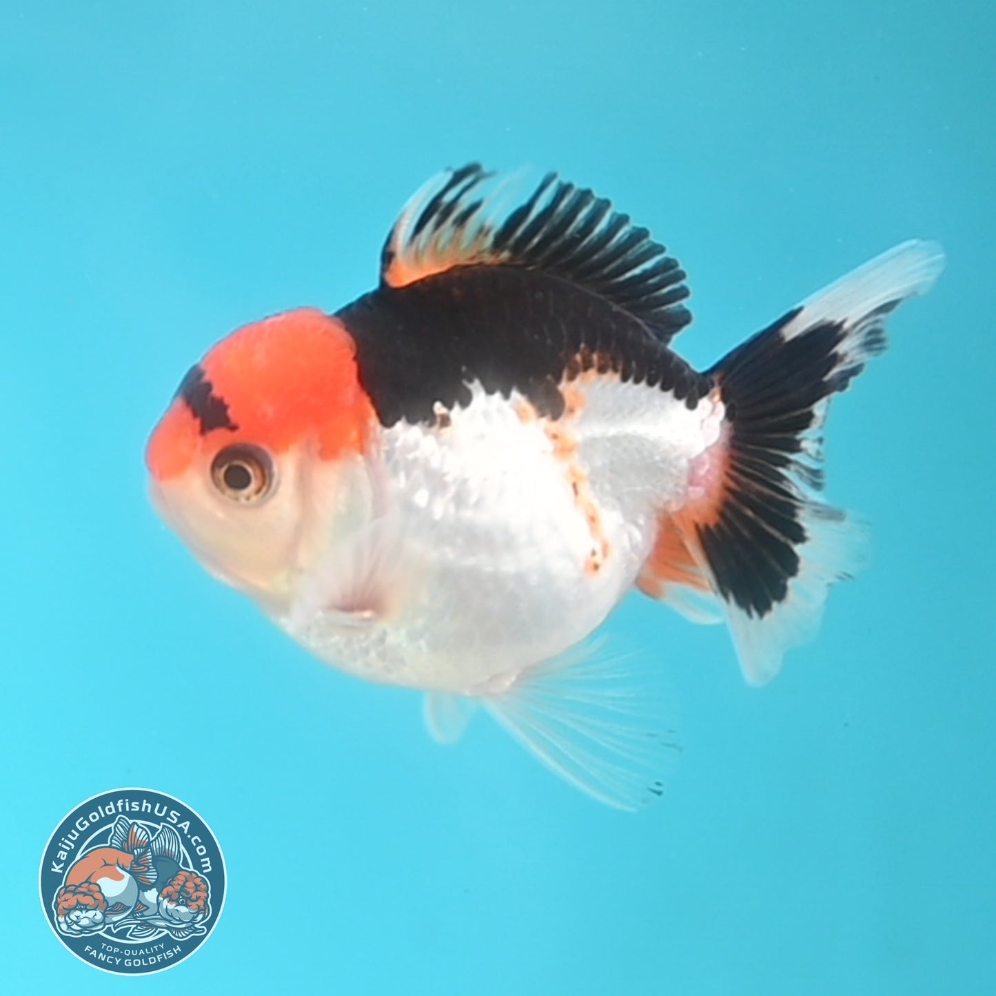 Tricolor Oranda 3 inches Body (250509_OR19)