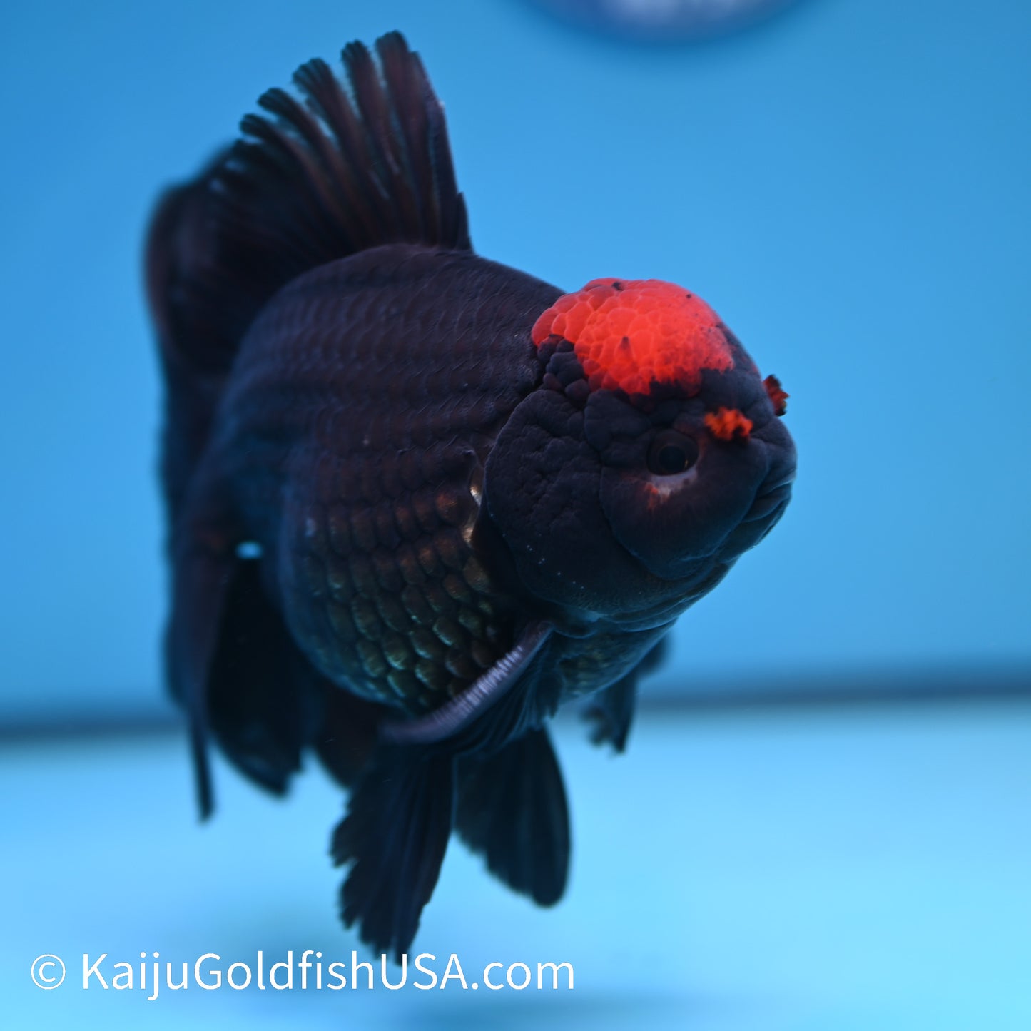 Black Tancho Rose Tail Oranda 6 inches(240426_OR1) - Kaiju Goldfish USA