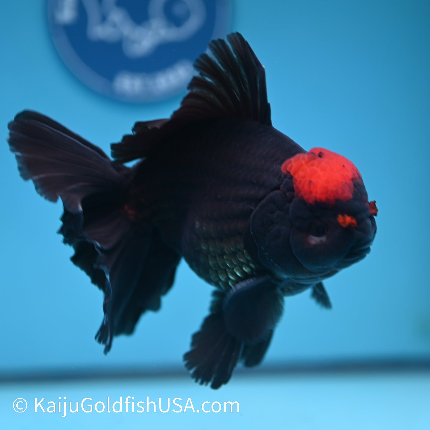 Black Tancho Rose Tail Oranda 6 inches(240426_OR1) - Kaiju Goldfish USA