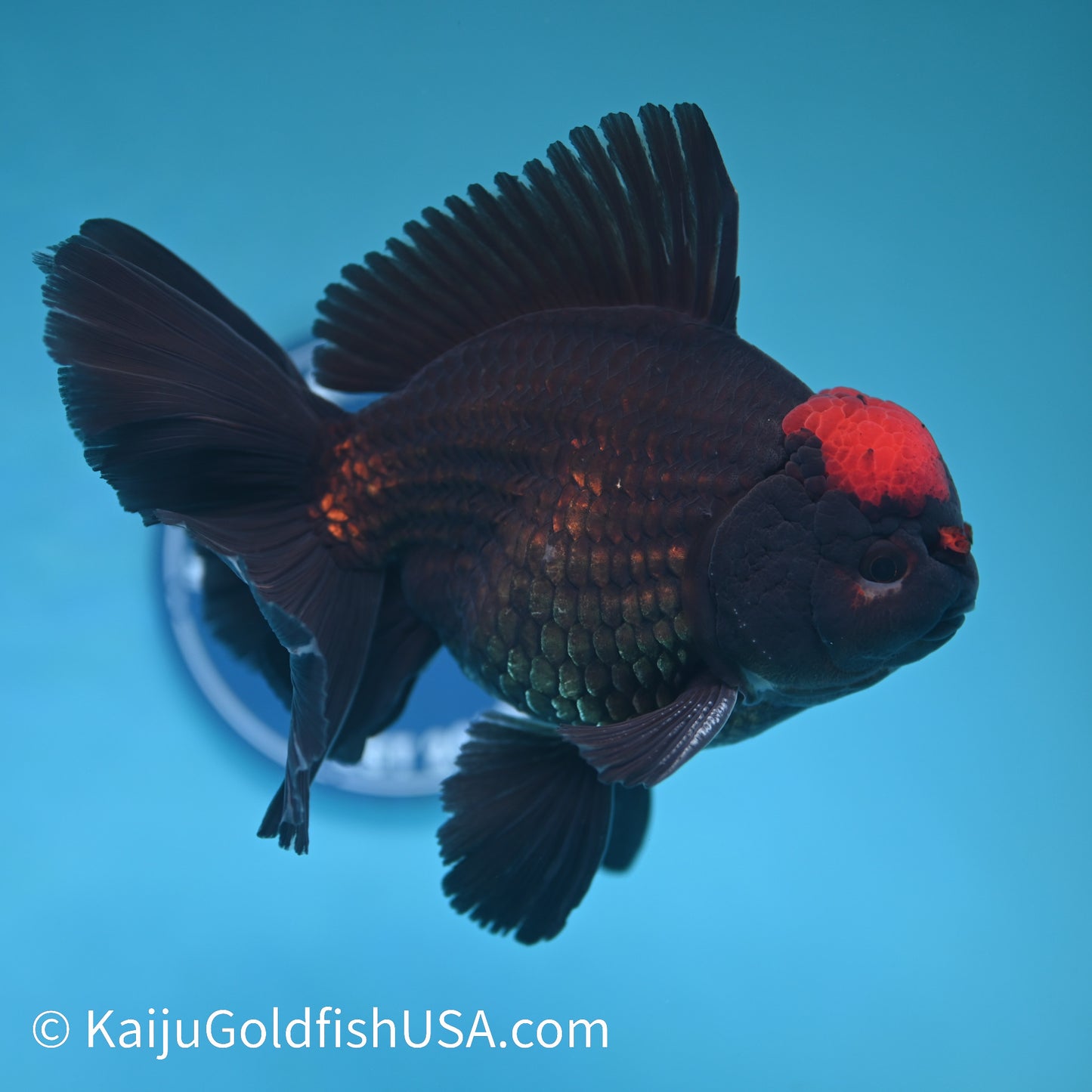 Black Tancho Rose Tail Oranda 6 inches(240426_OR1) - Kaiju Goldfish USA
