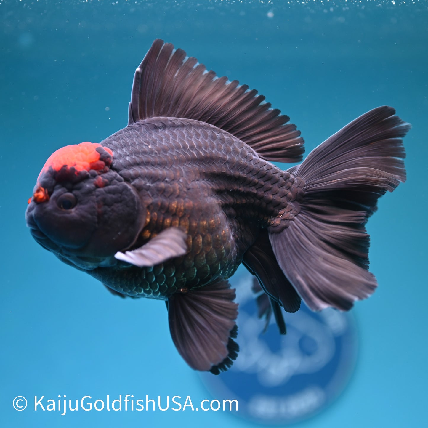 Black Tancho Rose Tail Oranda 6 inches(240426_OR1) - Kaiju Goldfish USA