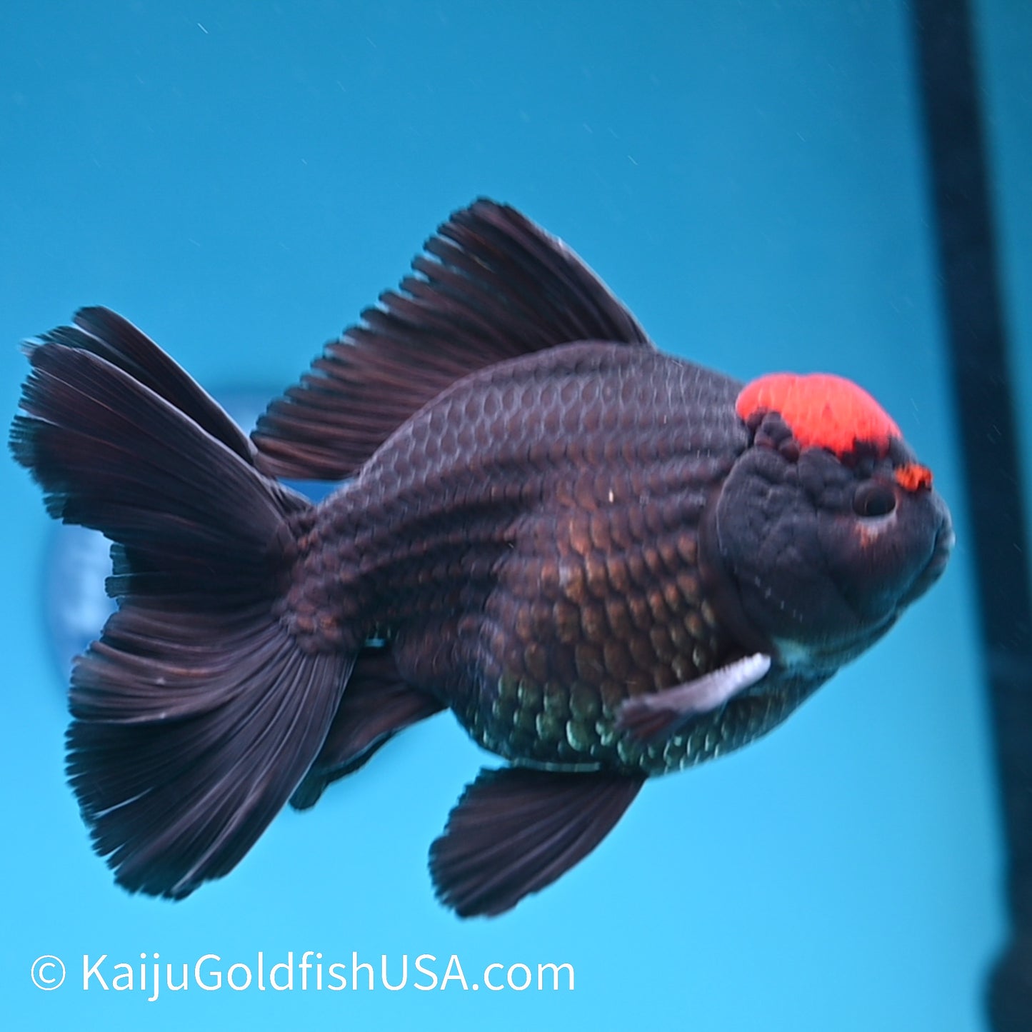 Black Tancho Rose Tail Oranda 6 inches(240426_OR1) - Kaiju Goldfish USA